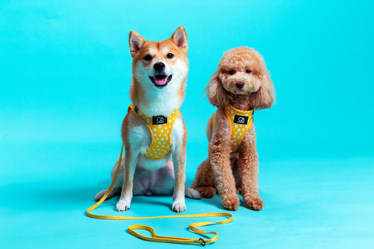 Teeny back-to-basic Leash in Mustard & Mayo