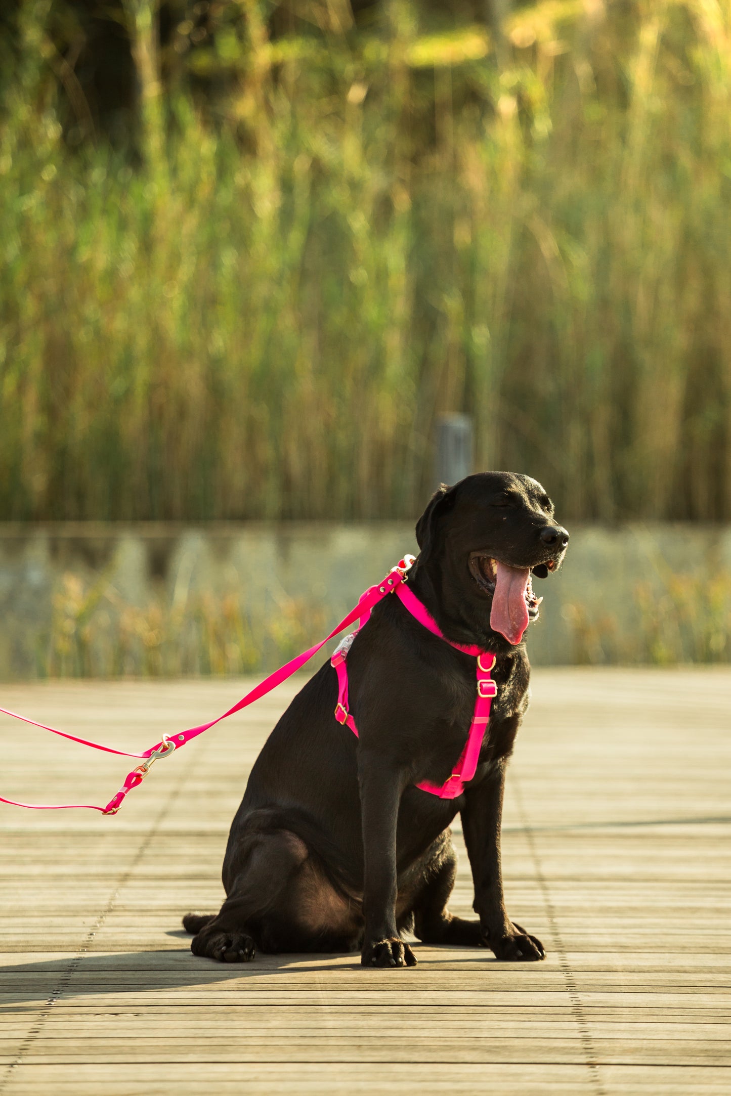 Oceane Waterproof Harness - Neon Pink