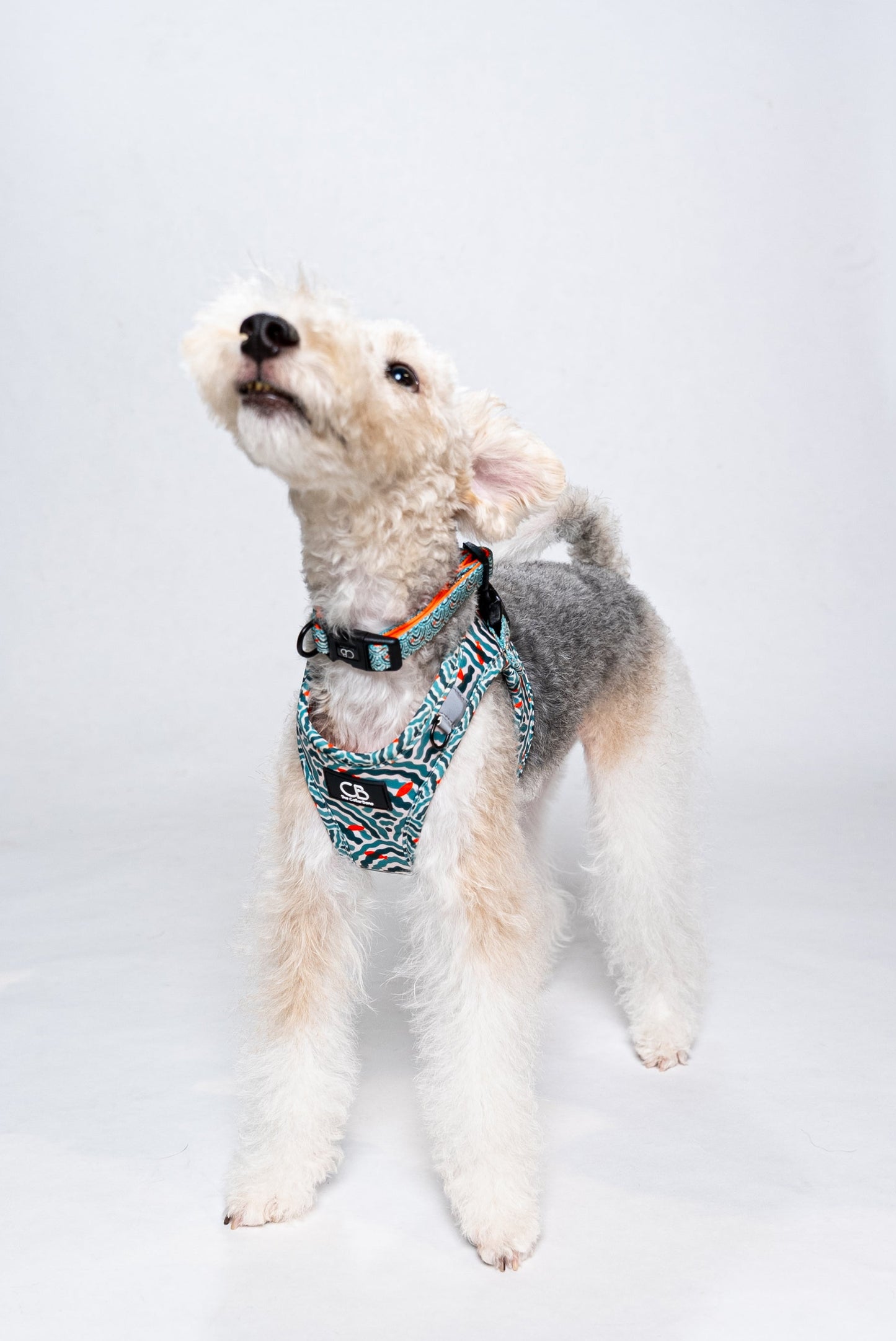 Halston Adjustable Pet Collar in Goldfish Glade