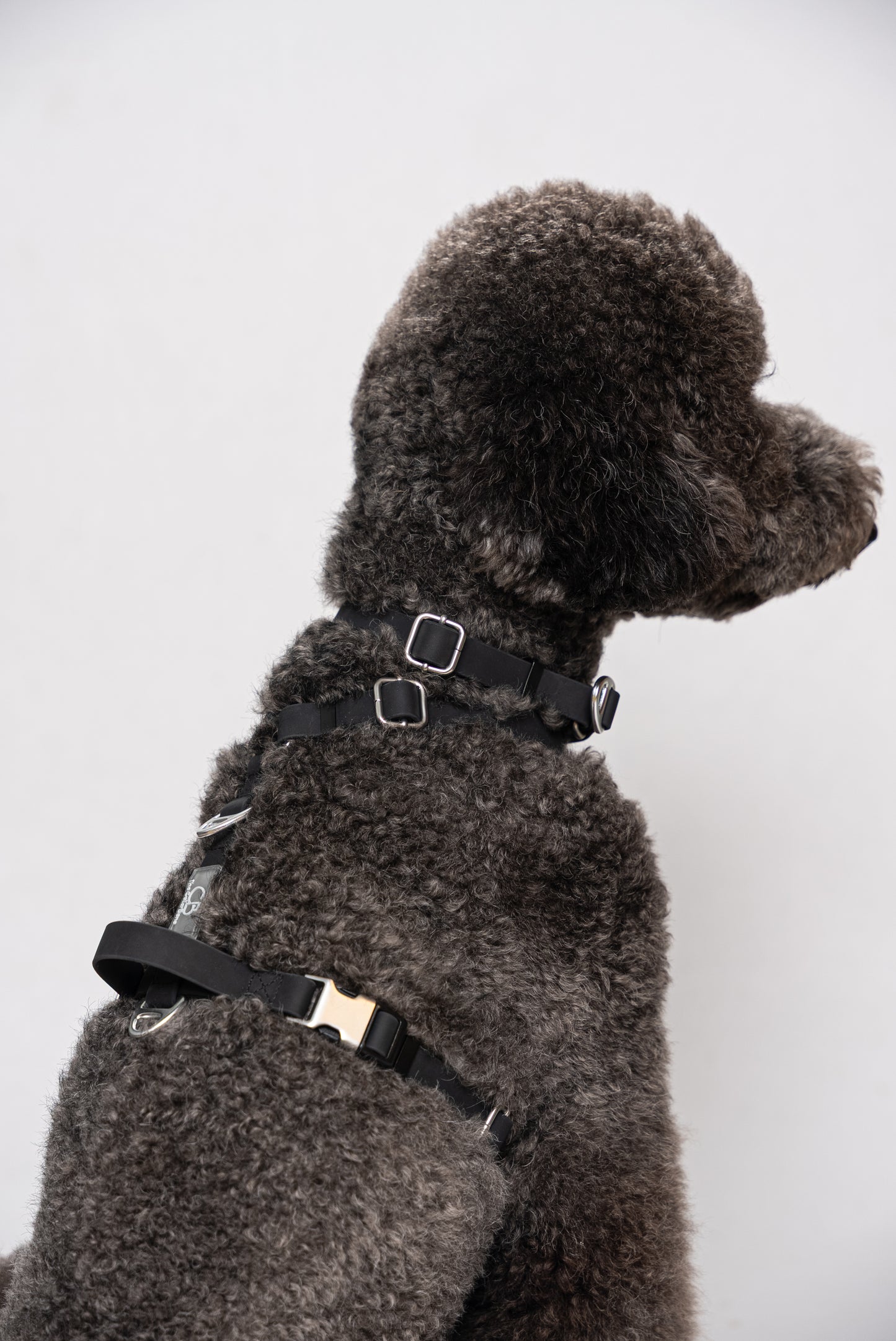 Oceane 2.0 Waterproof Y-Harness in Obsidian Black