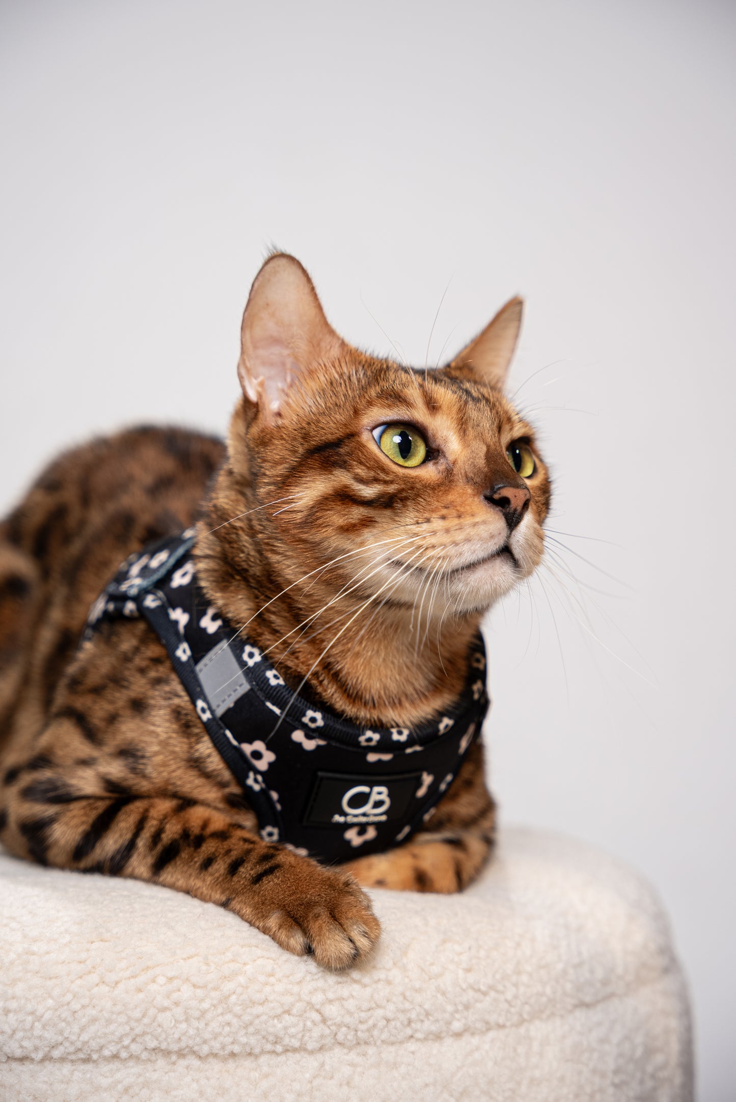 Teeny Step-In Vest/Harness in Black Bloom