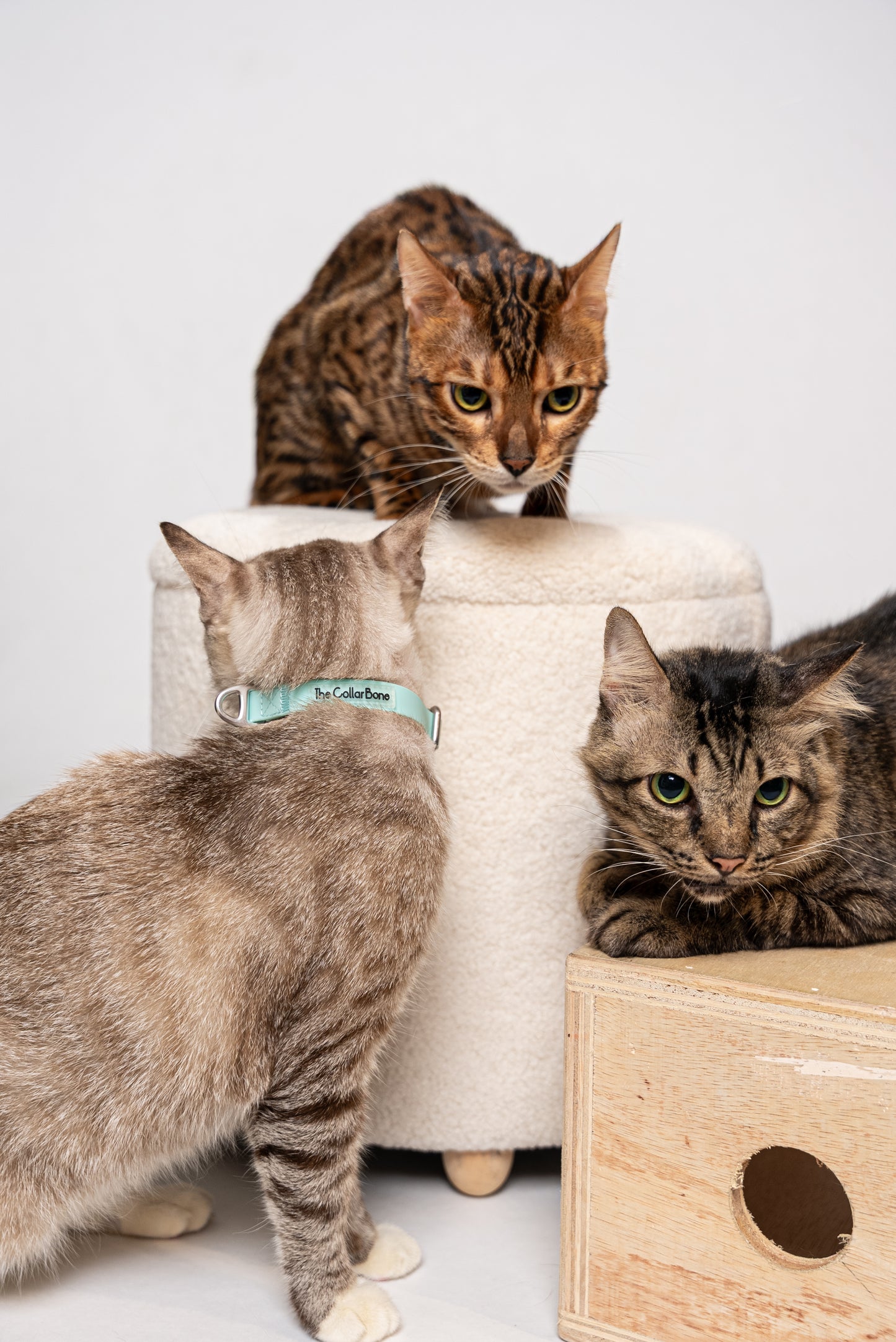 Oceane 2.0 Waterproof XS Collar in Tiffany's Afterglow (Glow-in-the-Dark Blue) - suitable for cats and small dogs
