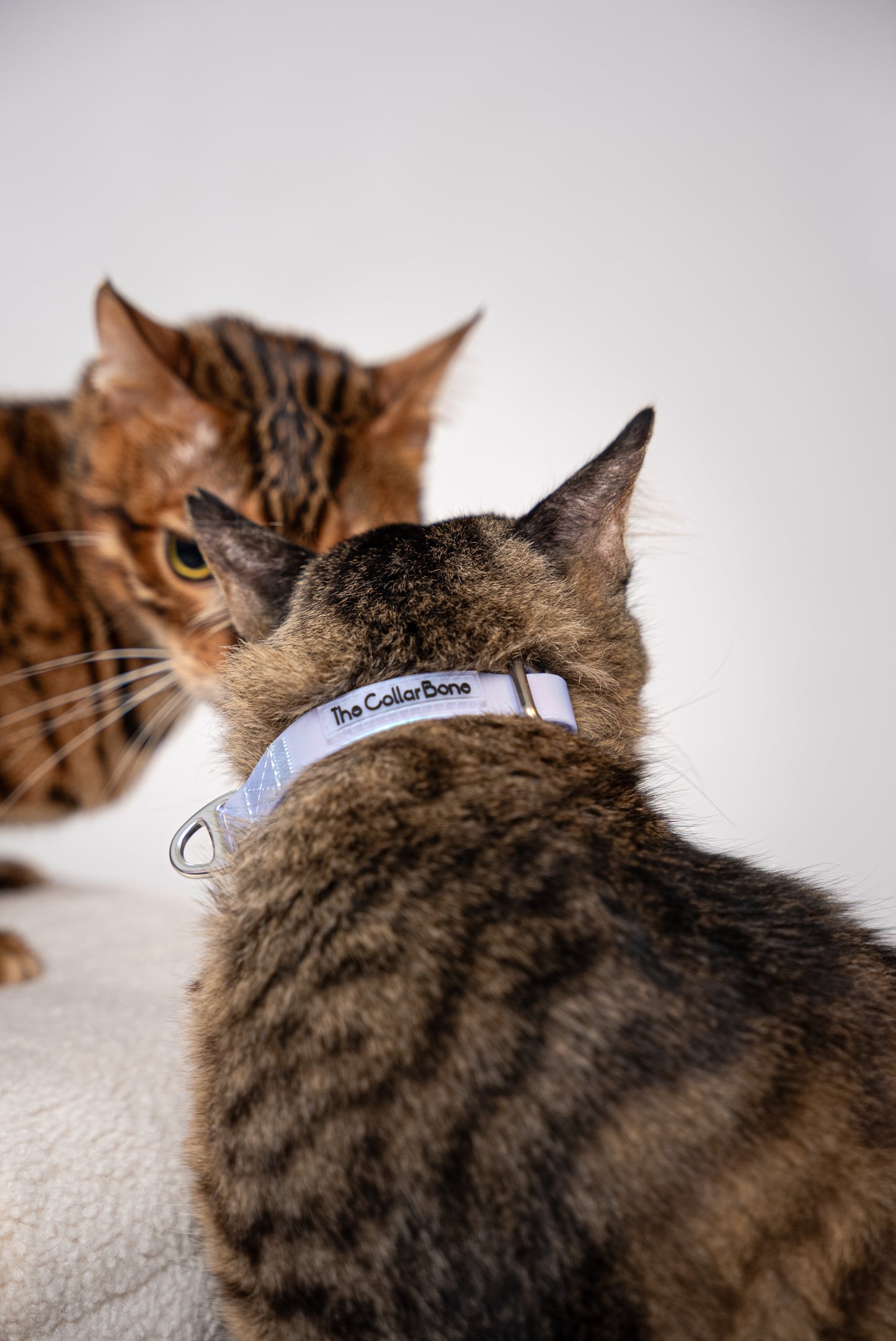 Oceane 2.0 Waterproof XS Collar in Iridescent Tide (Purple) - suitable for cats and small dogs