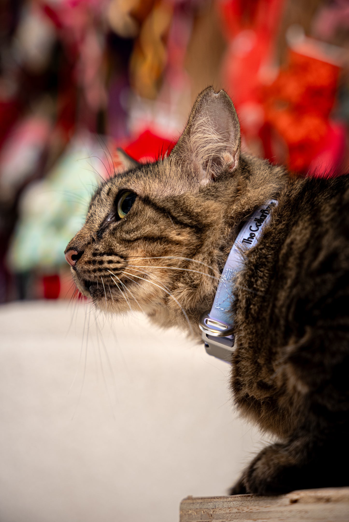 Oceane 2.0 Waterproof XS Collar in Iridescent Tide (Purple) - suitable for cats and small dogs