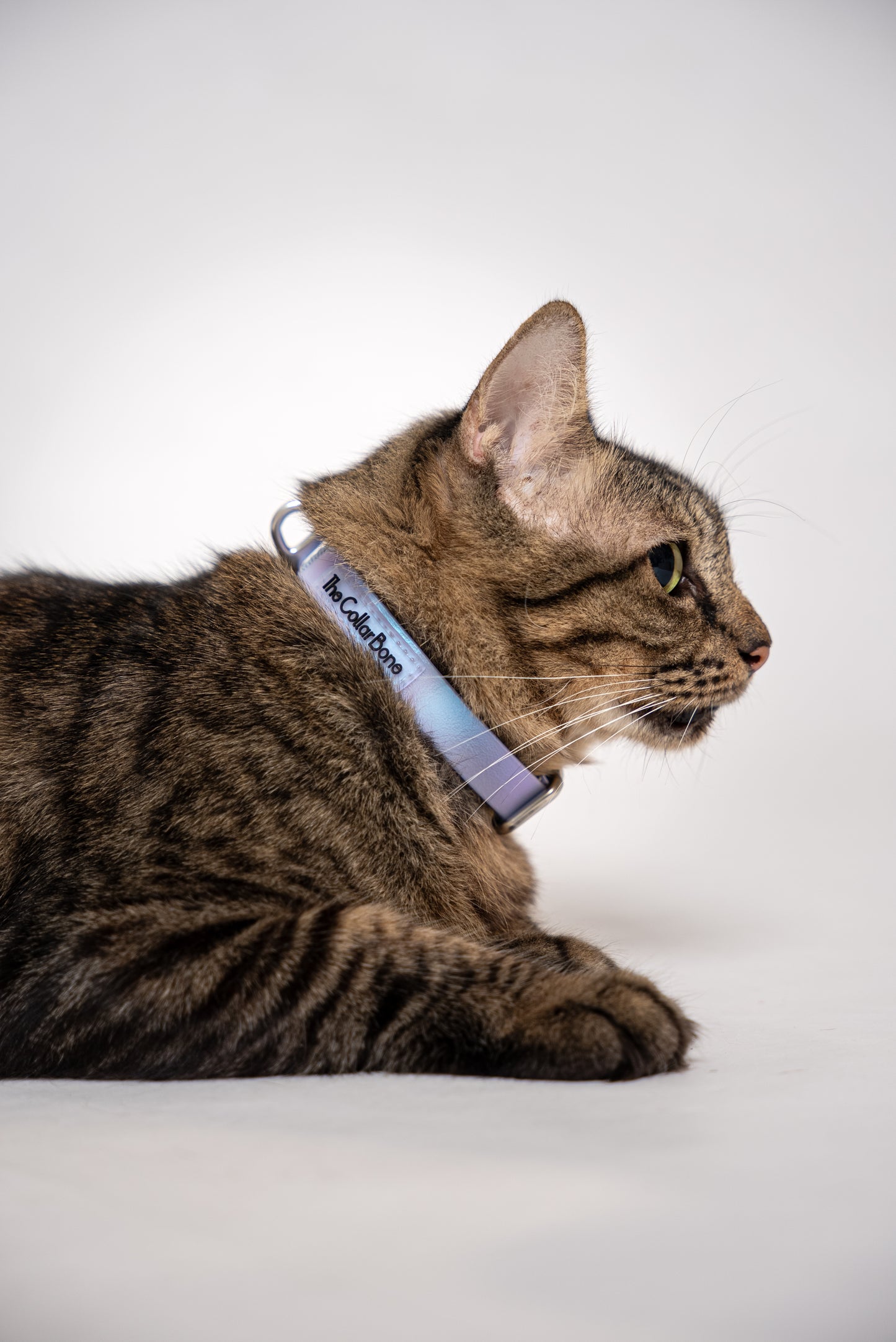 Oceane 2.0 Waterproof XS Collar in Iridescent Tide (Purple) - suitable for cats and small dogs