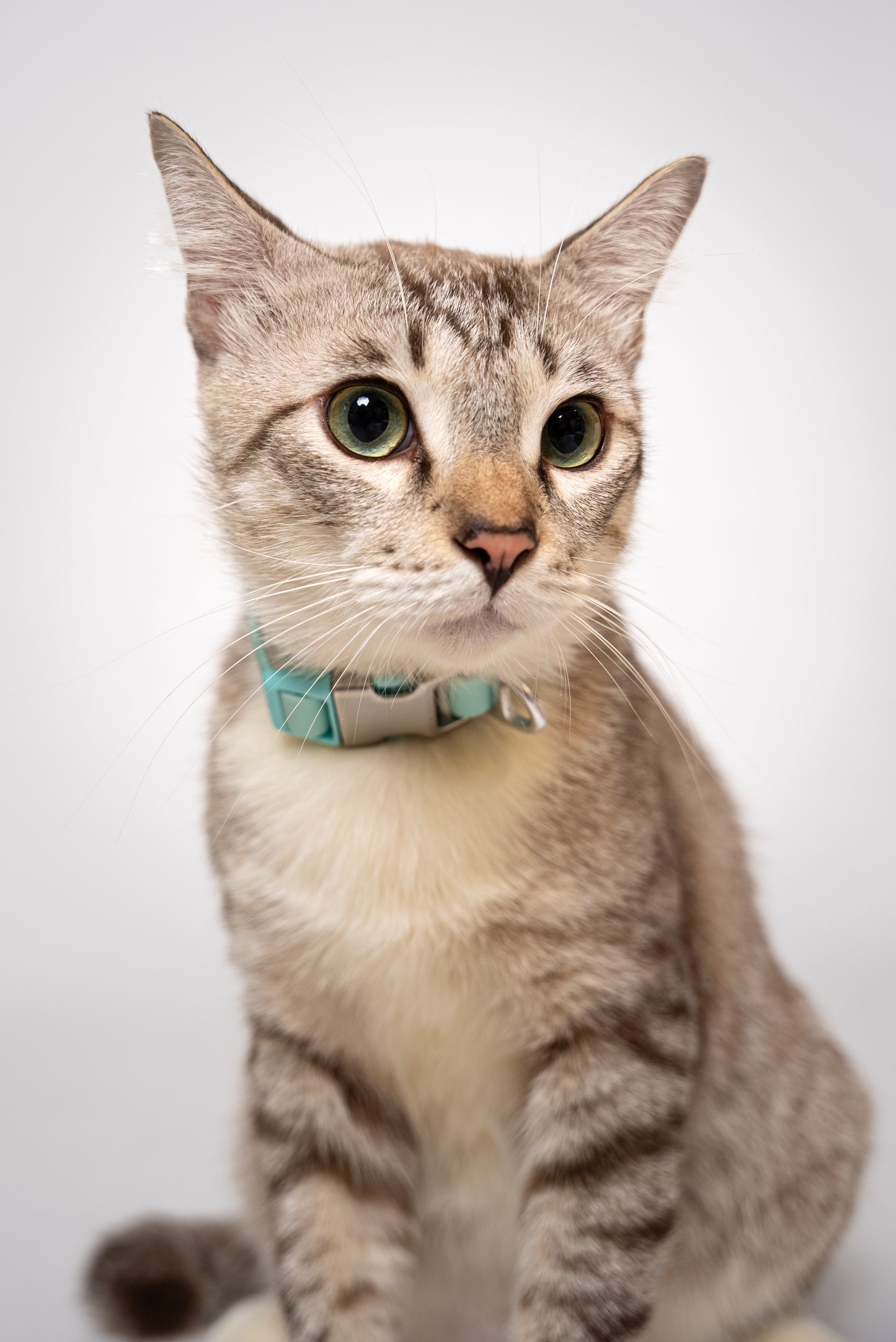 Oceane 2.0 Waterproof XS Collar in Tiffany's Afterglow (Glow-in-the-Dark Blue) - suitable for cats and small dogs