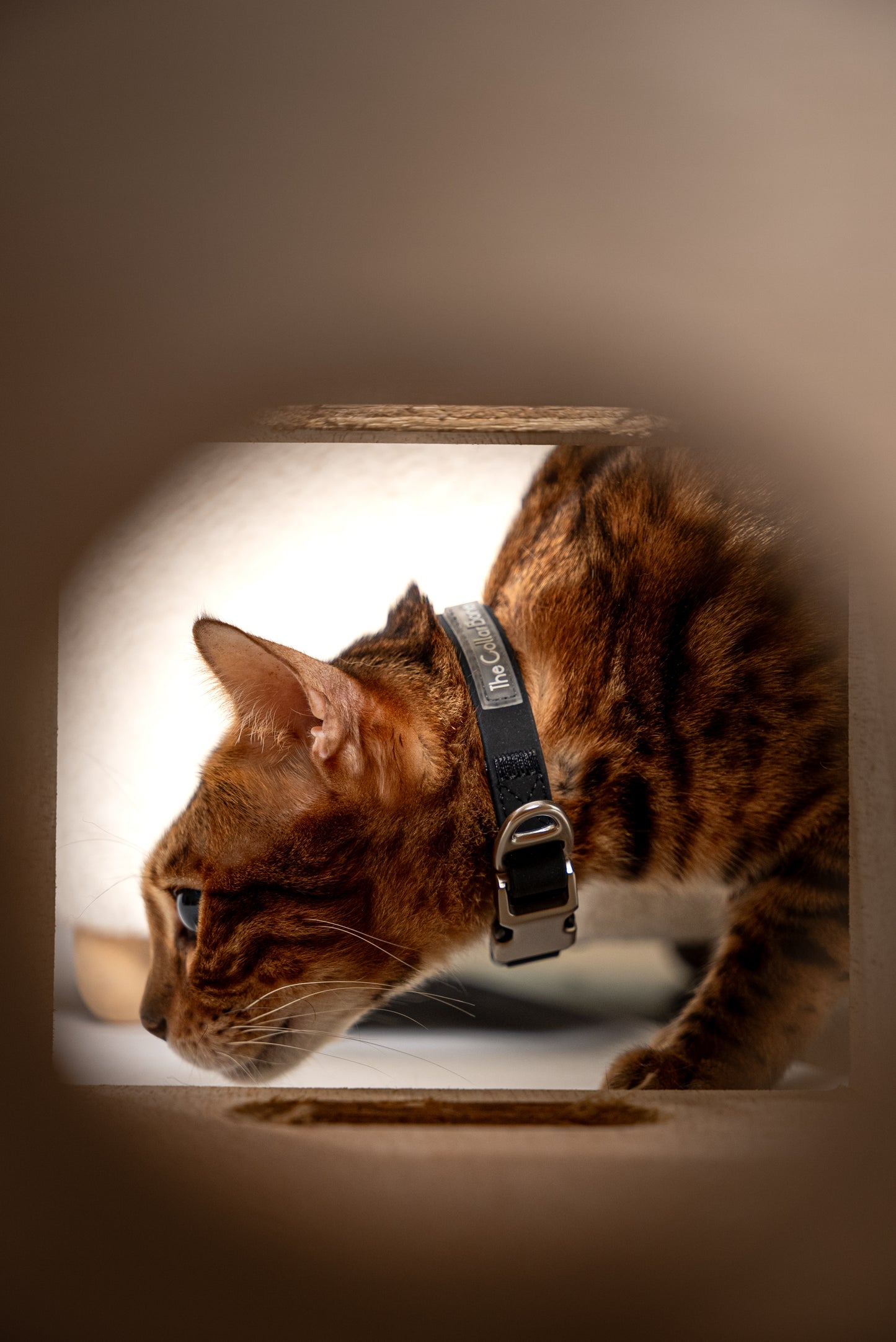 Oceane 2.0 Waterproof XS Collar in Obsidian Black - suitable for cats and small dogs