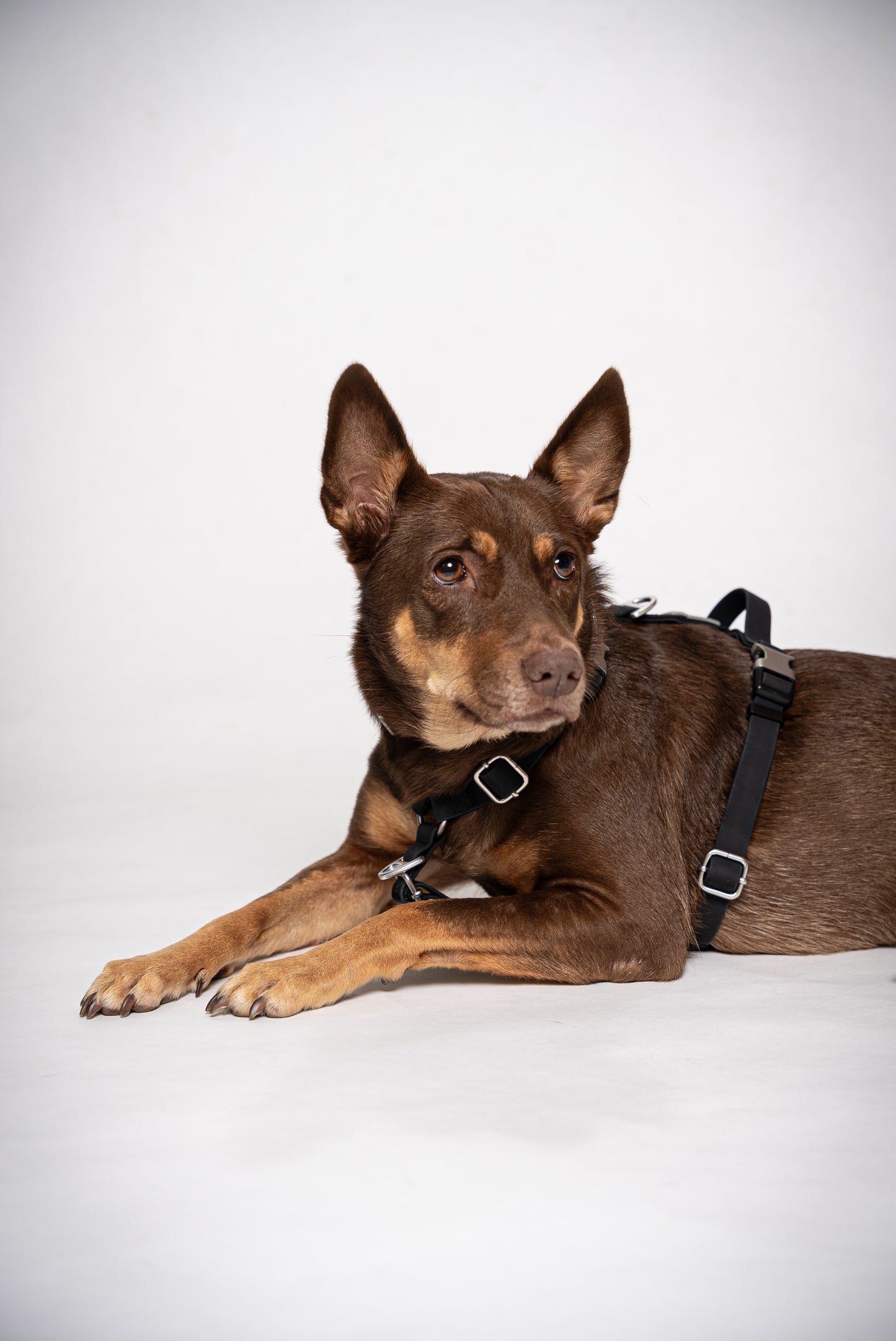 Oceane 2.0 Waterproof Y-Harness in Obsidian Black
