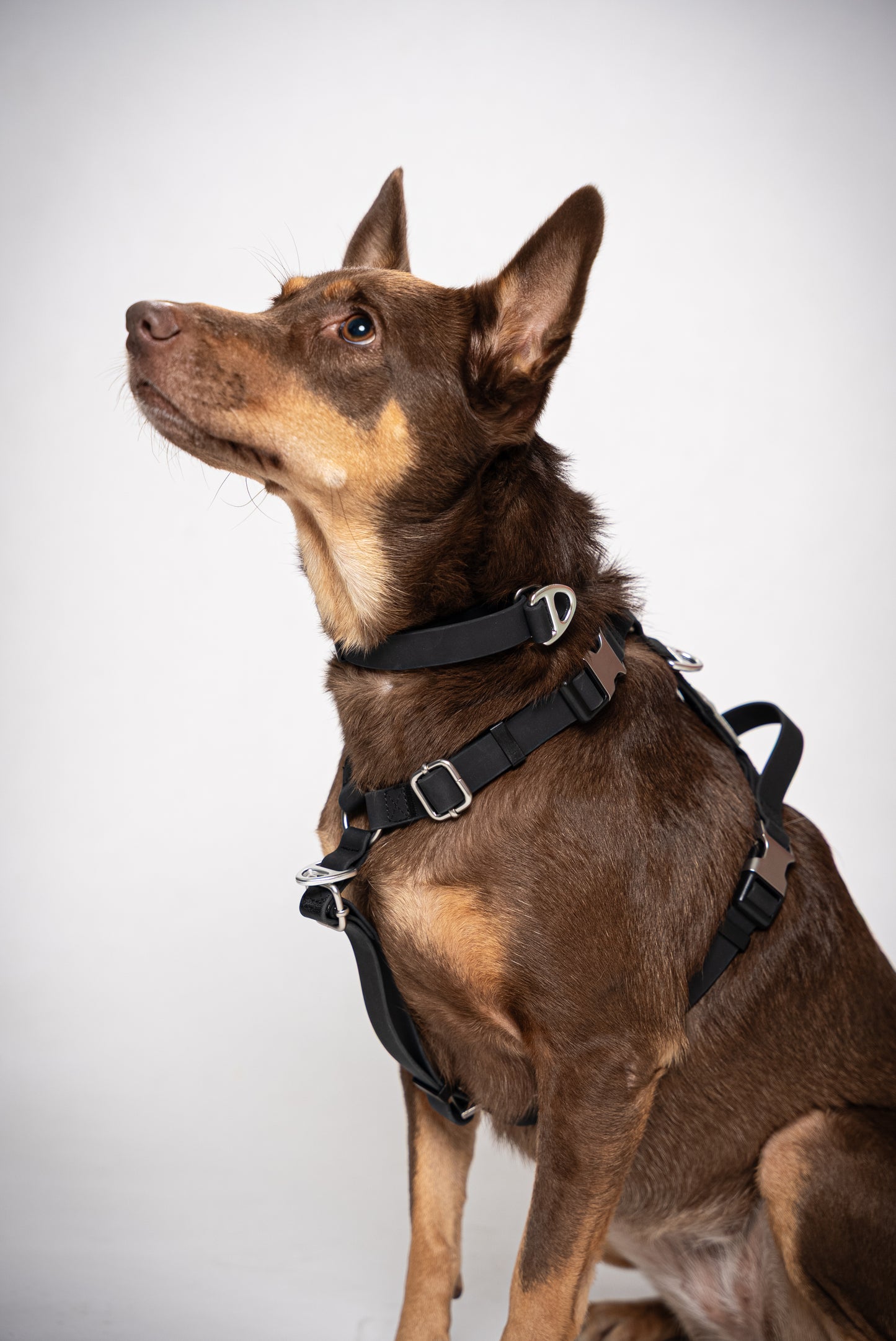 Oceane 2.0 Waterproof Y-Harness in Obsidian Black