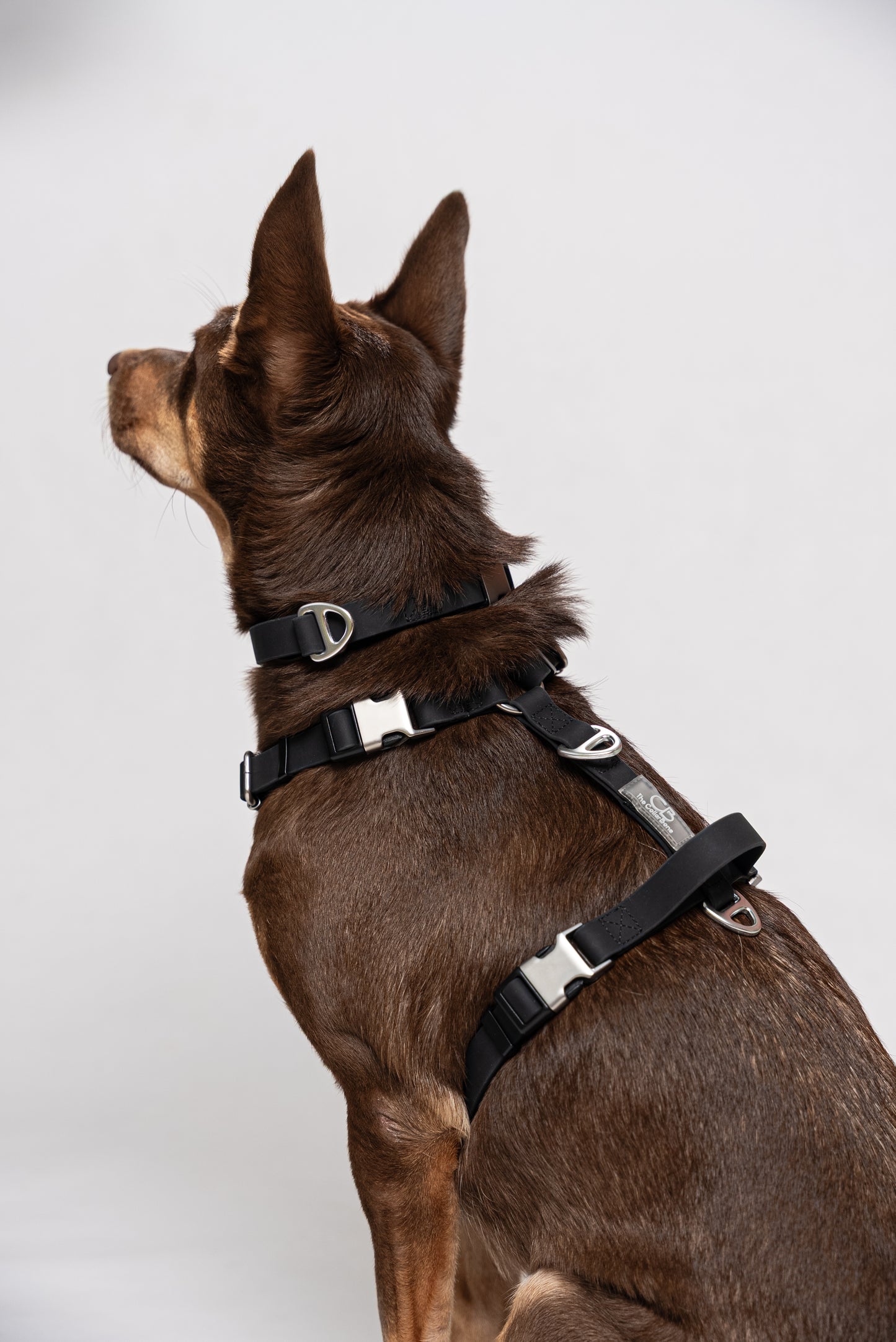 Oceane 2.0 Waterproof Y-Harness in Obsidian Black