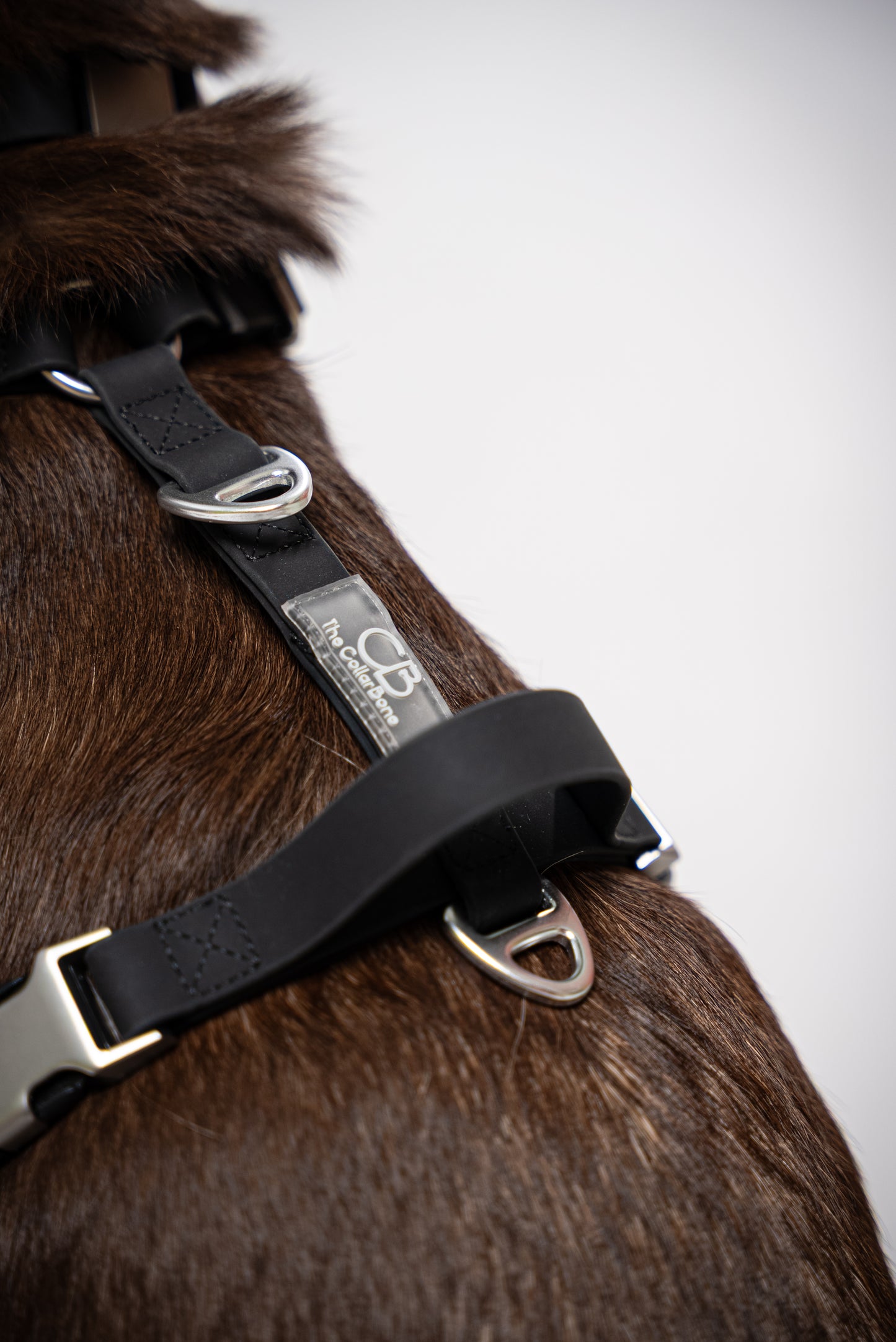 Oceane 2.0 Waterproof Y-Harness in Obsidian Black