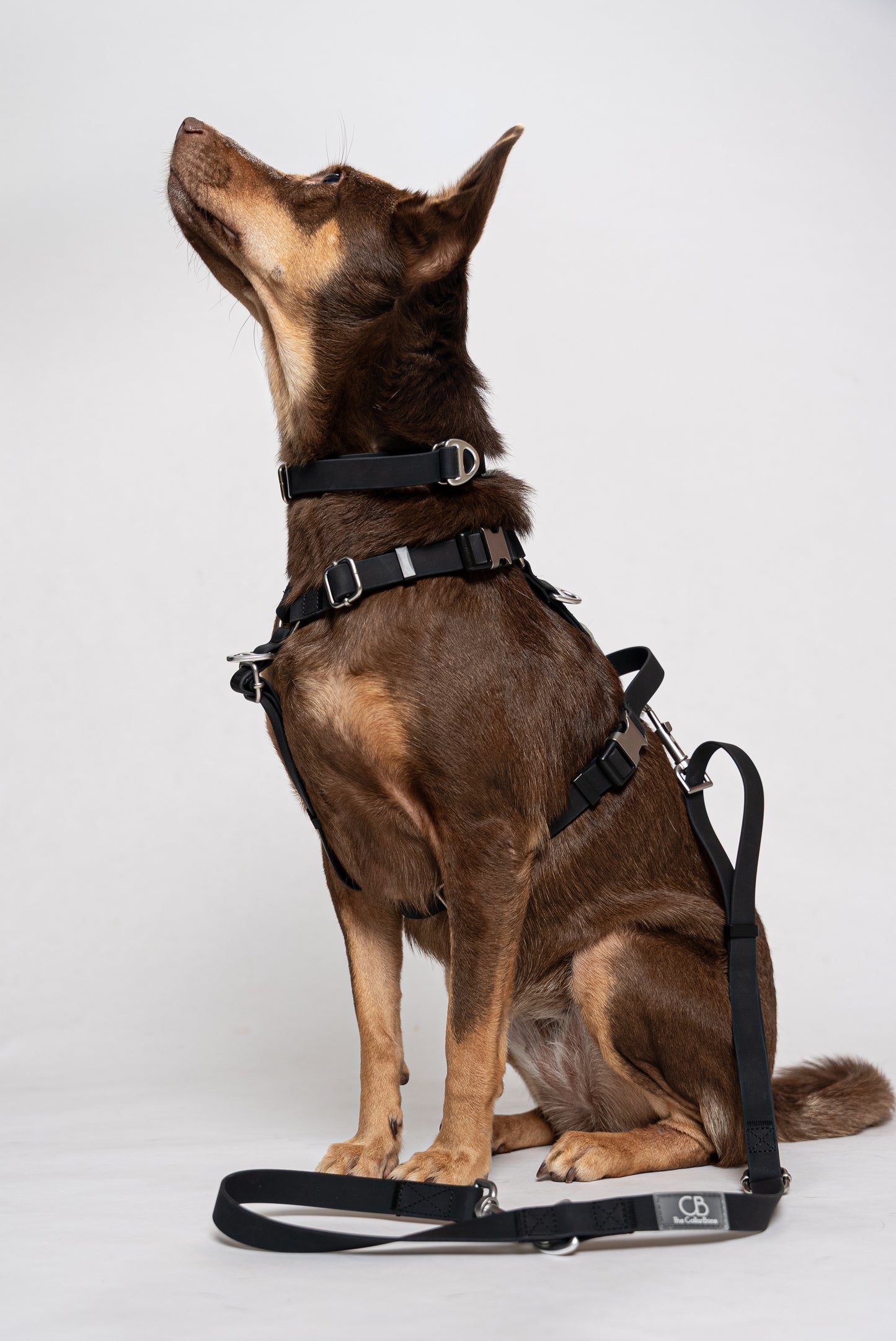Oceane 2.0 Waterproof Y-Harness in Obsidian Black