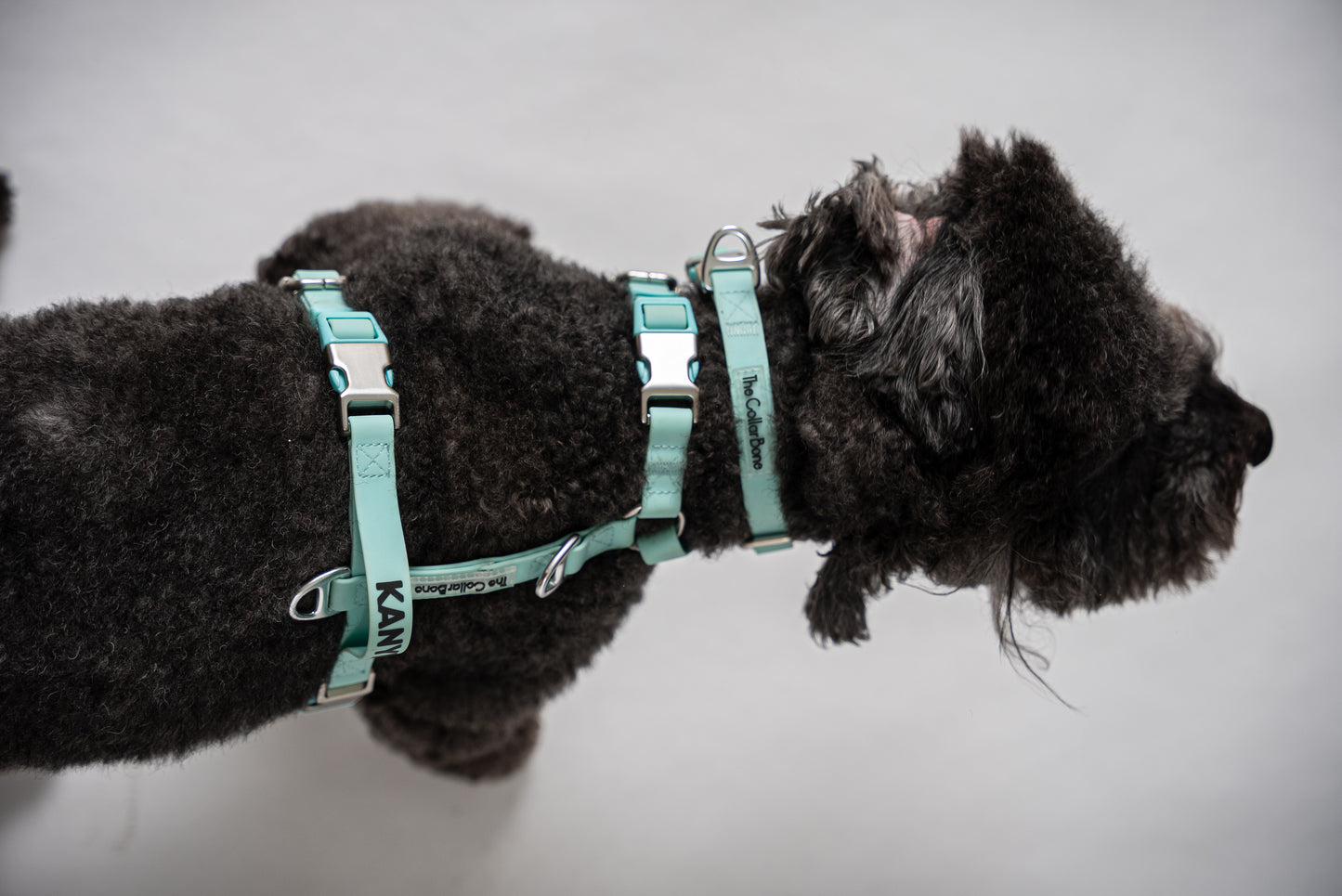 Oceane 2.0 2-in-1 Waterproof Martingale Collar in Tiffany's Afterglow (Glow-in-the-Dark Blue)