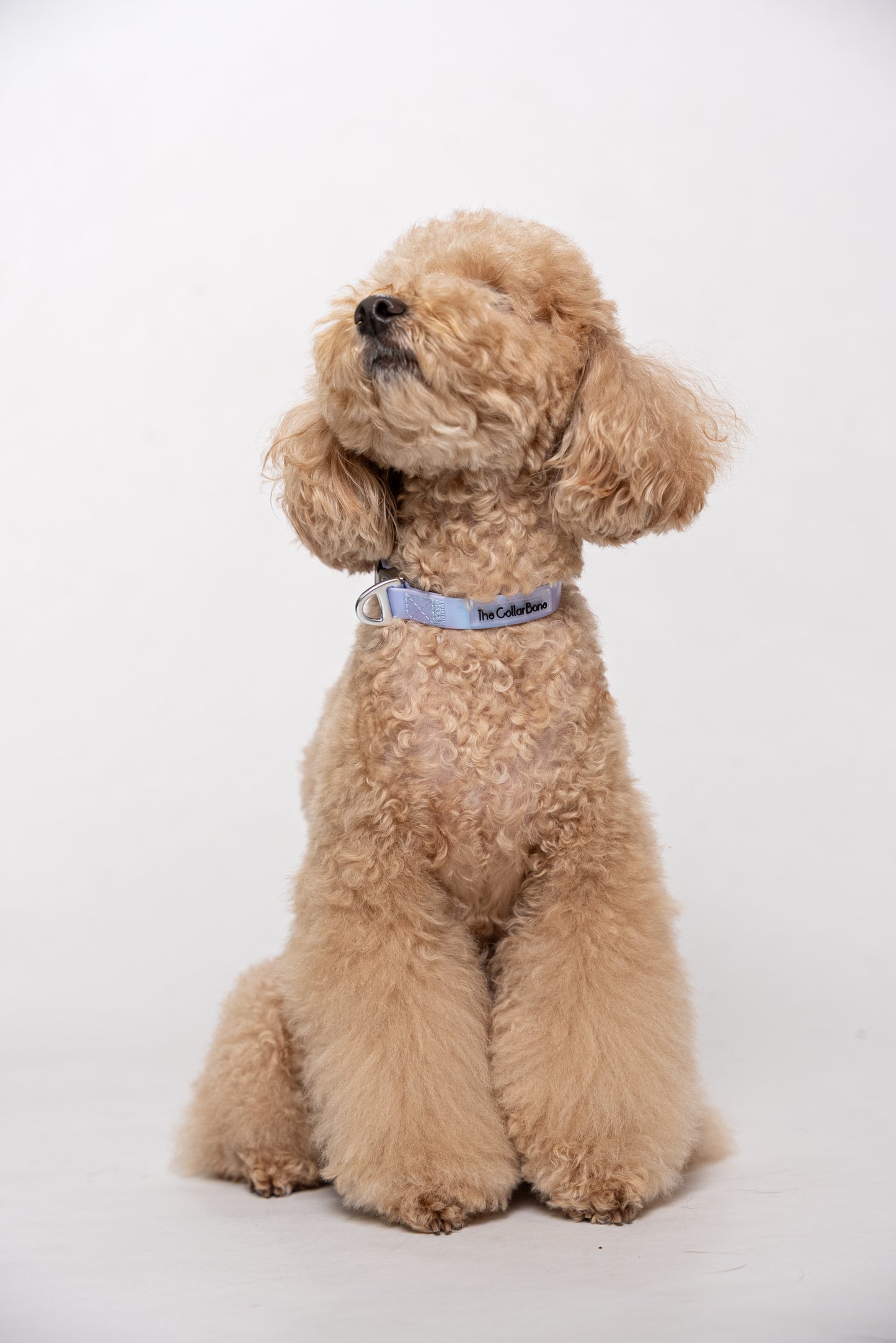 Oceane 2.0 Waterproof XS Collar in Iridescent Tide (Purple) - suitable for cats and small dogs