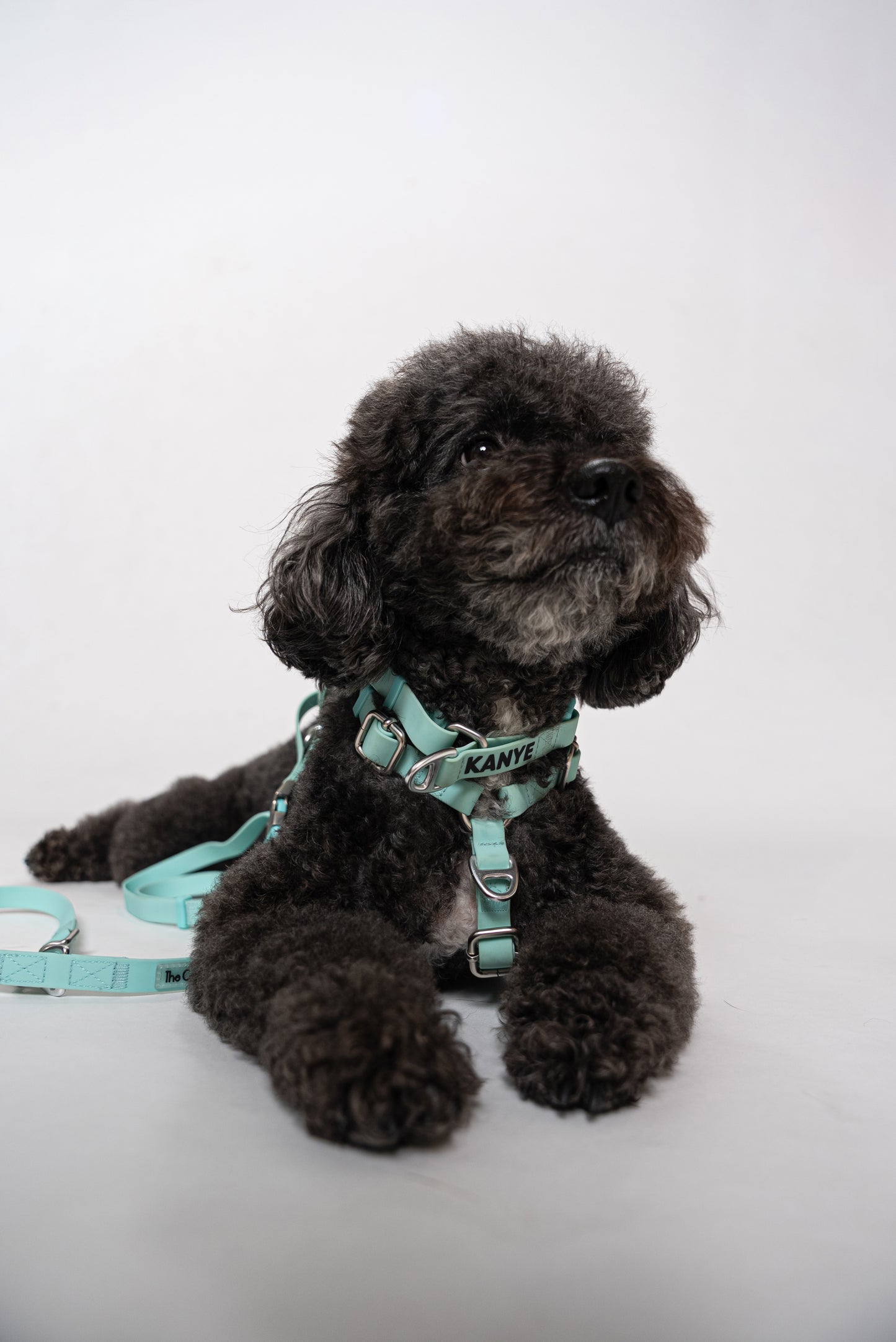 Oceane 2.0 2-in-1 Waterproof Martingale Collar in Tiffany's Afterglow (Glow-in-the-Dark Blue)