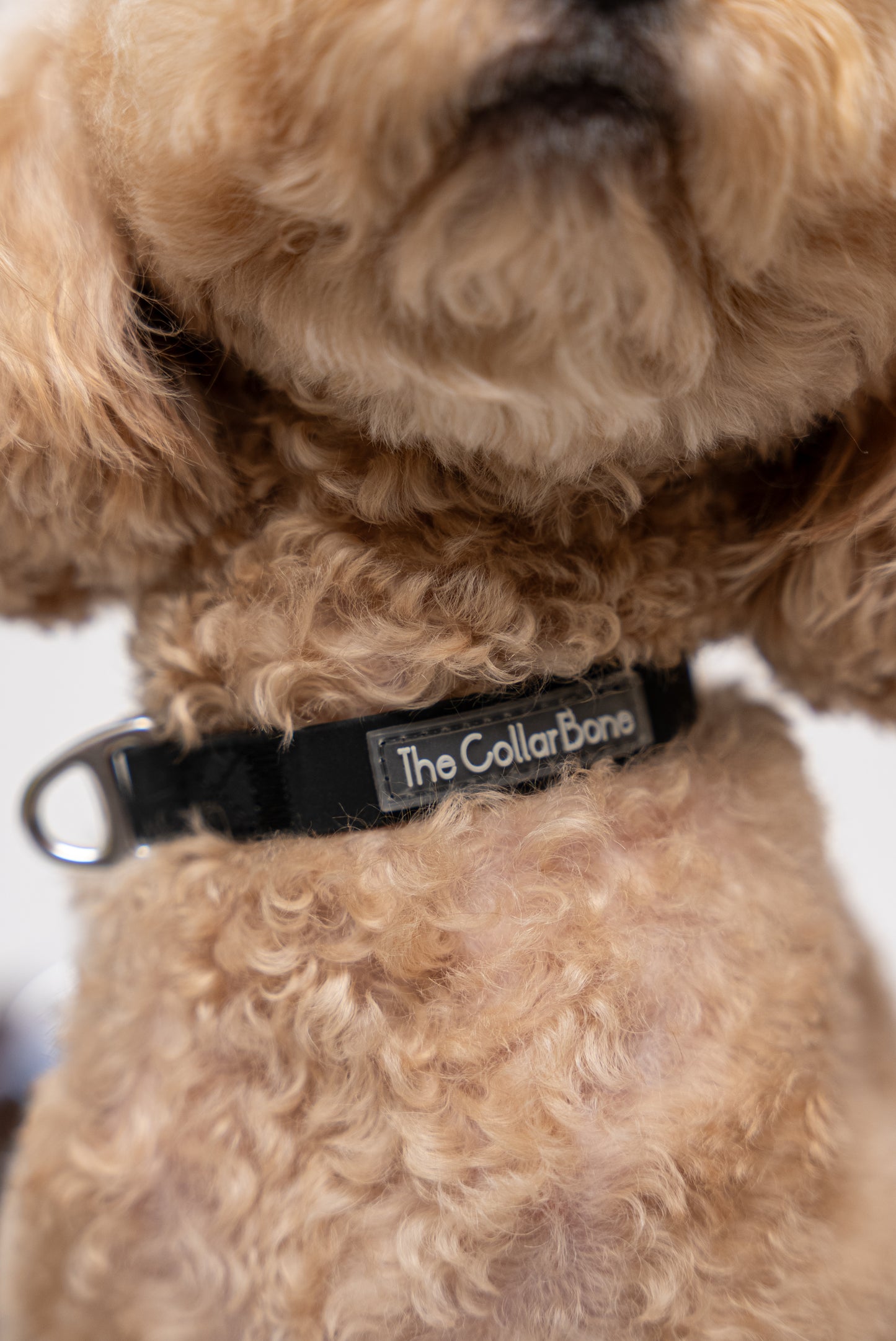 Oceane 2.0 Waterproof XS Collar in Obsidian Black - suitable for cats and small dogs