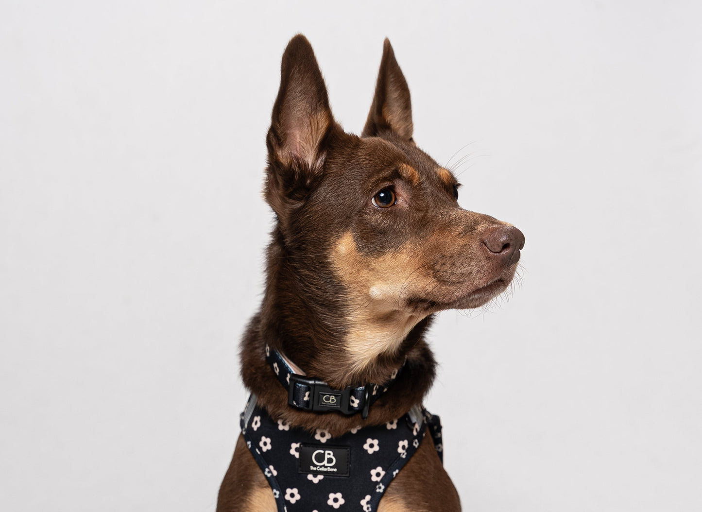 Halston Adjustable Pet Collar in Black Bloom