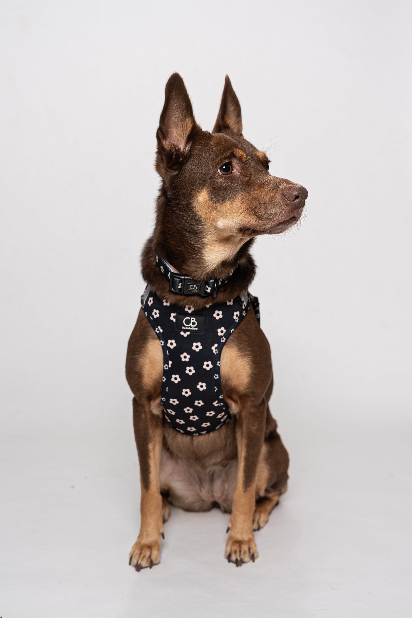 Teeny Step-In Vest/Harness in Black Bloom