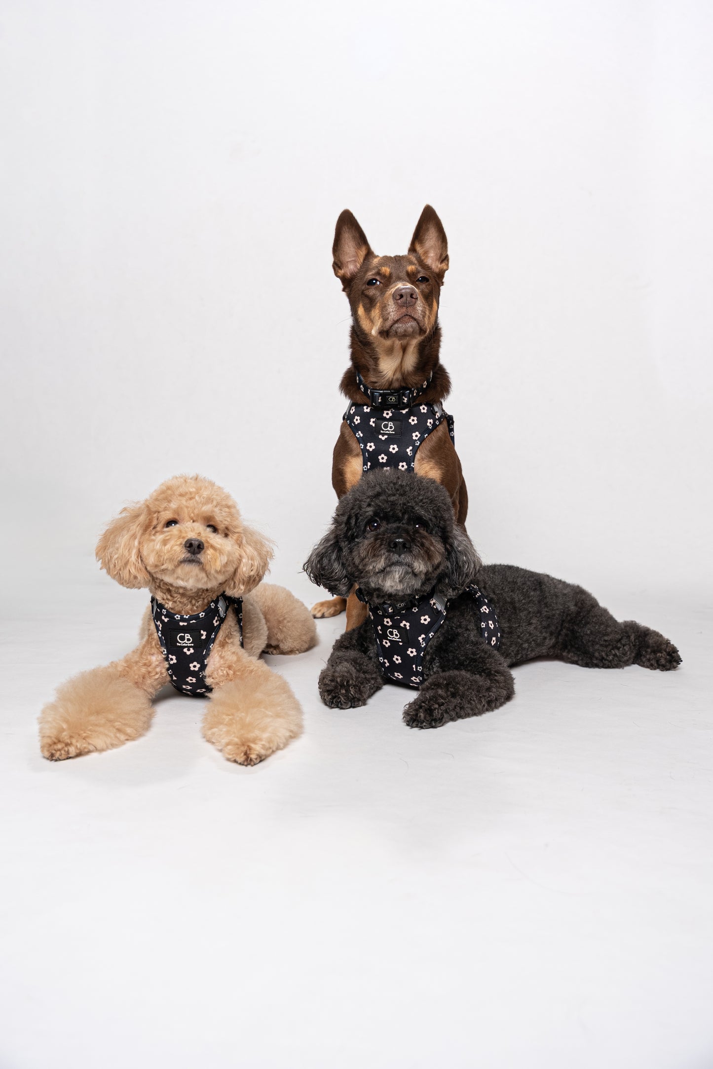 Teeny Step-In Vest/Harness in Black Bloom