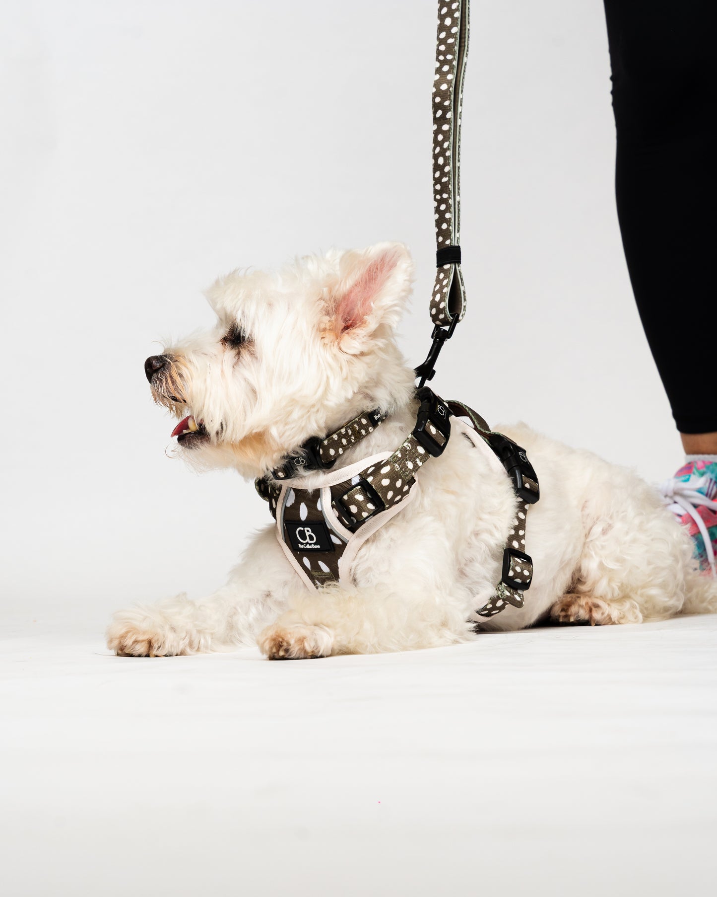 Halston Adjustable Pet Collar in Almonds in Olive
