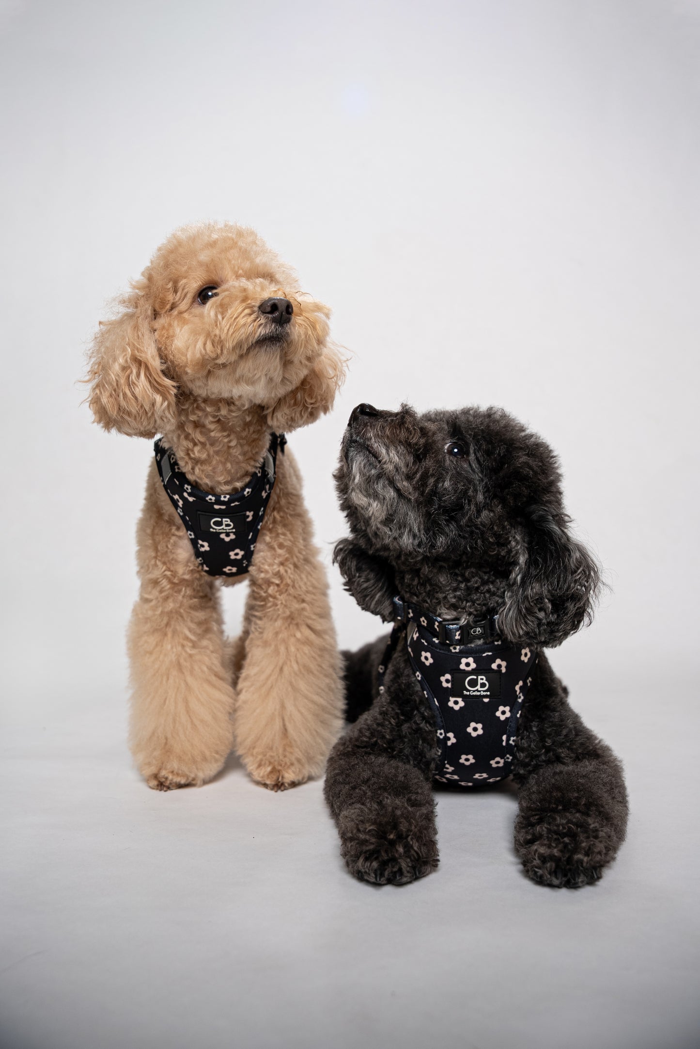 Teeny Step-In Vest/Harness in Black Bloom