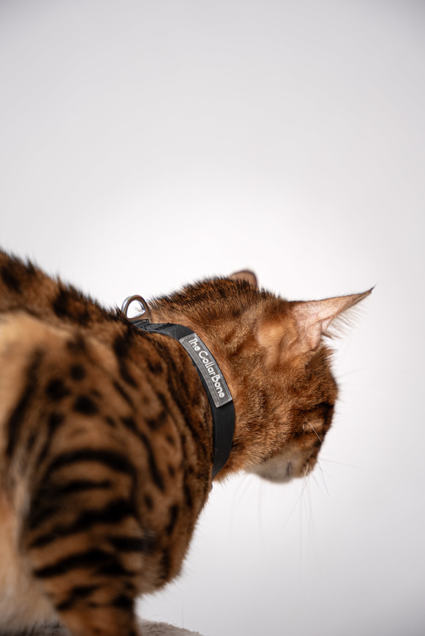 Oceane 2.0 Waterproof XS Collar in Obsidian Black - suitable for cats and small dogs