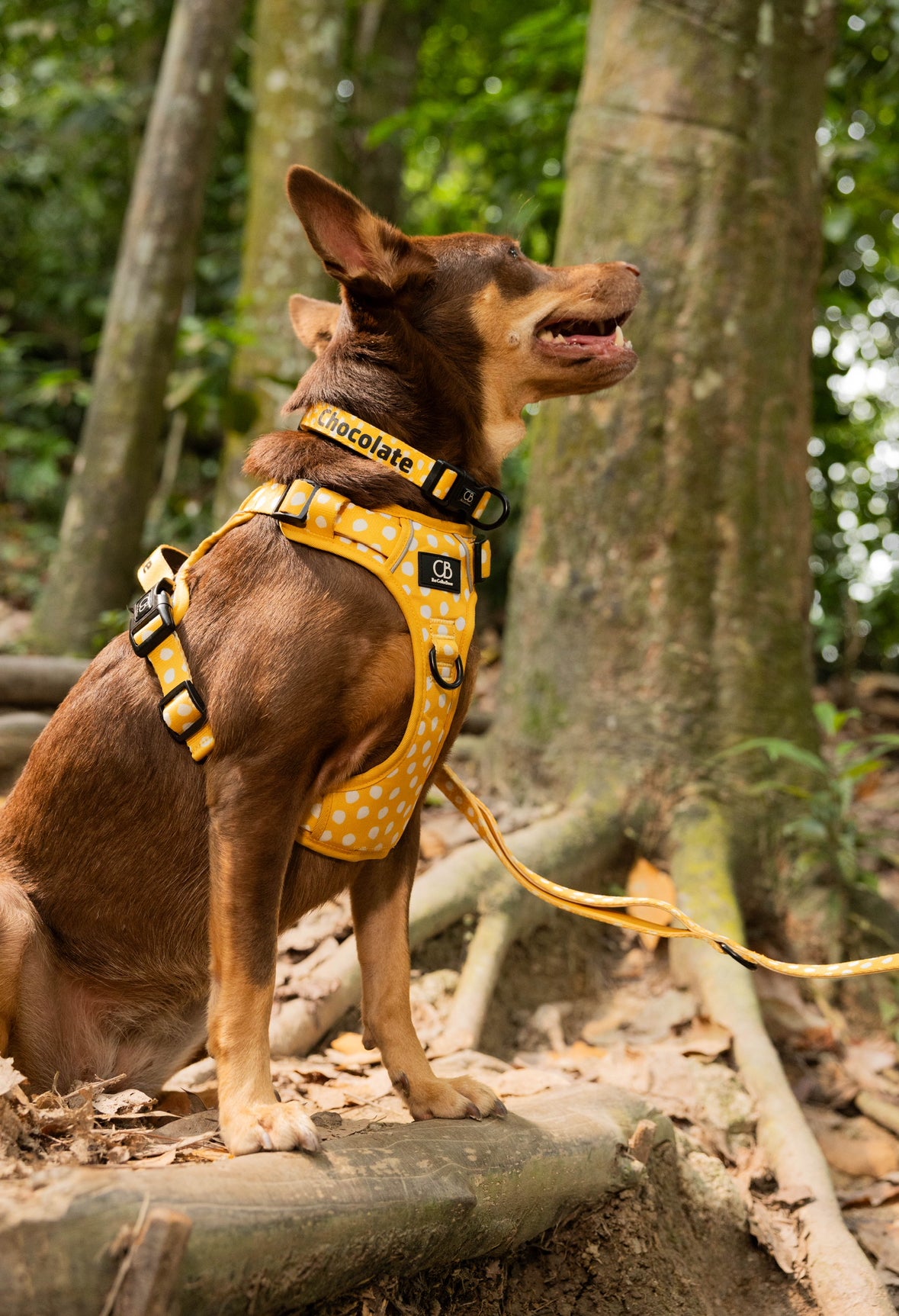 Oxford Active No-Pull Harness in Mustard & Mayo