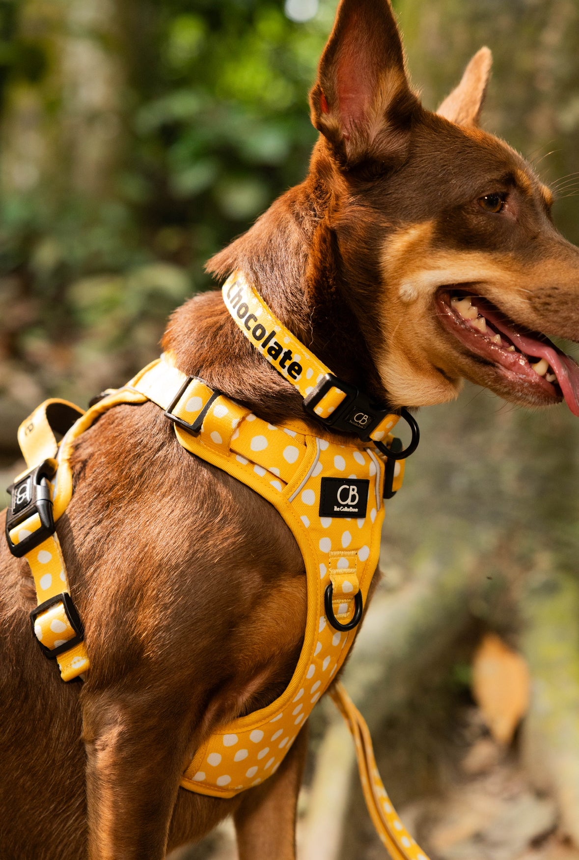 Oxford Active No-Pull Harness in Mustard & Mayo