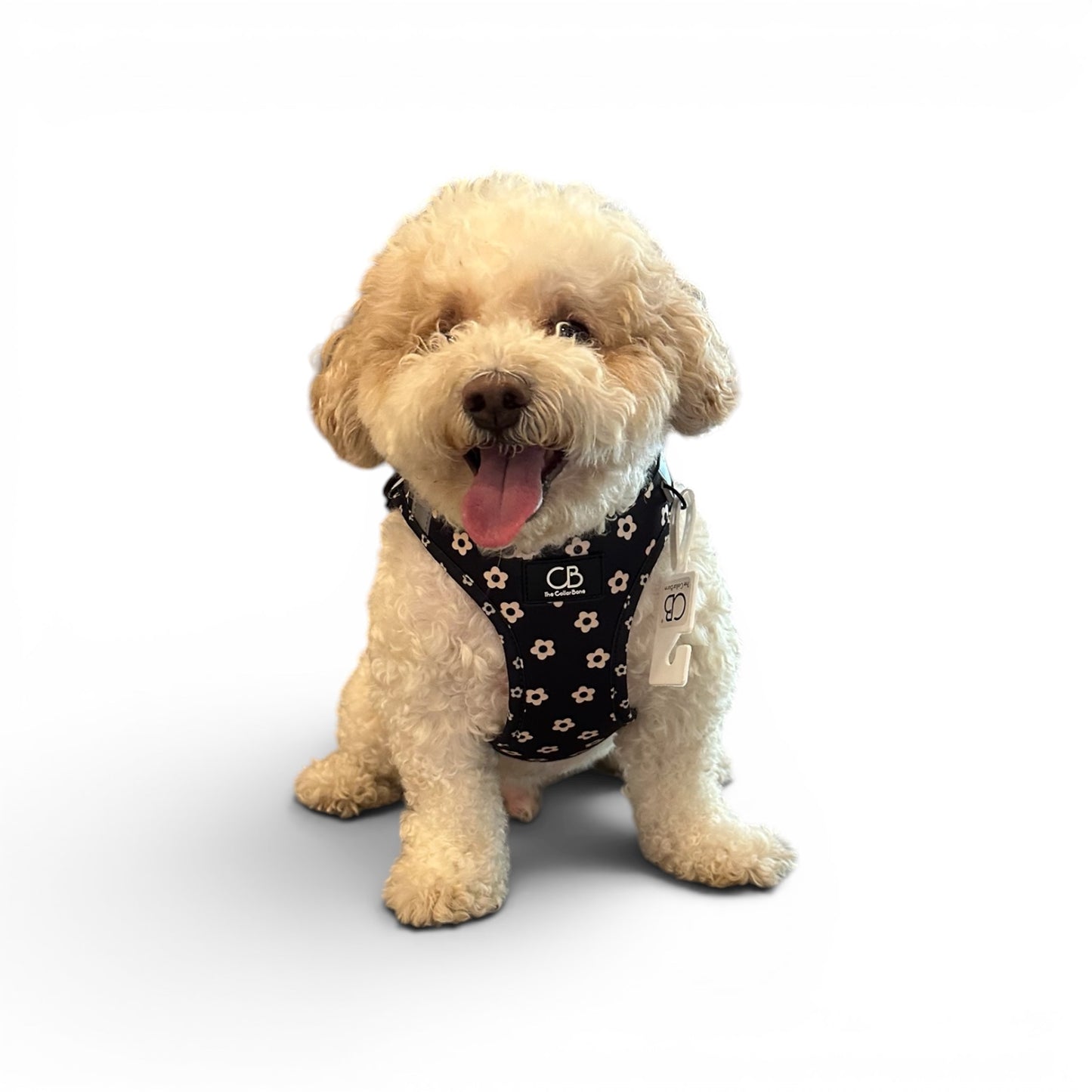 Teeny Step-In Vest/Harness in Black Bloom