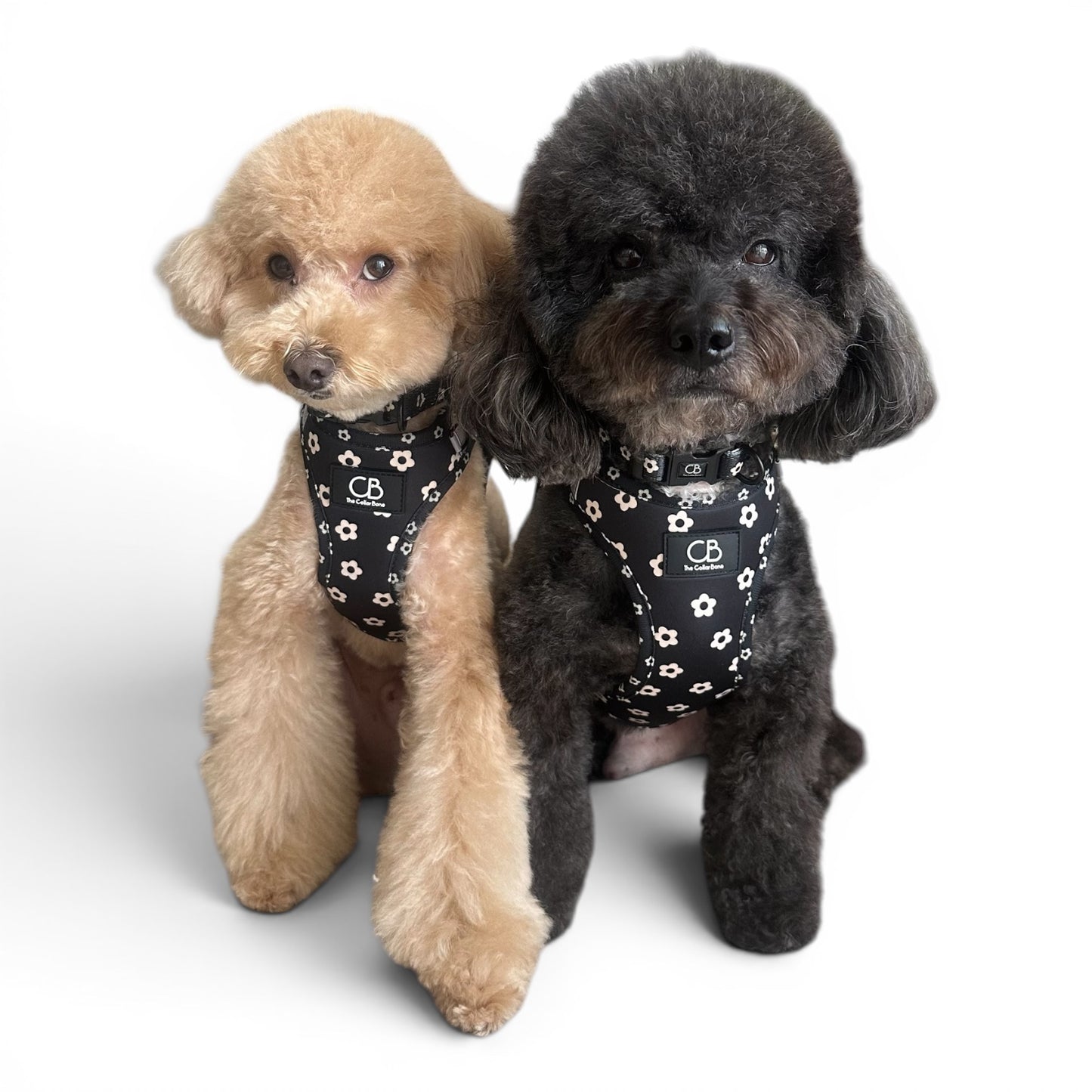 Teeny Step-In Vest/Harness in Black Bloom