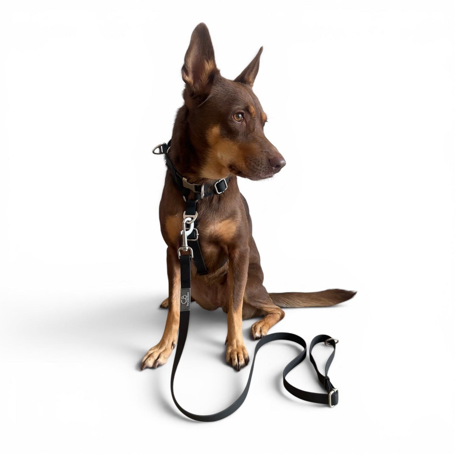 Oceane 2.0 Waterproof Y-Harness in Obsidian Black