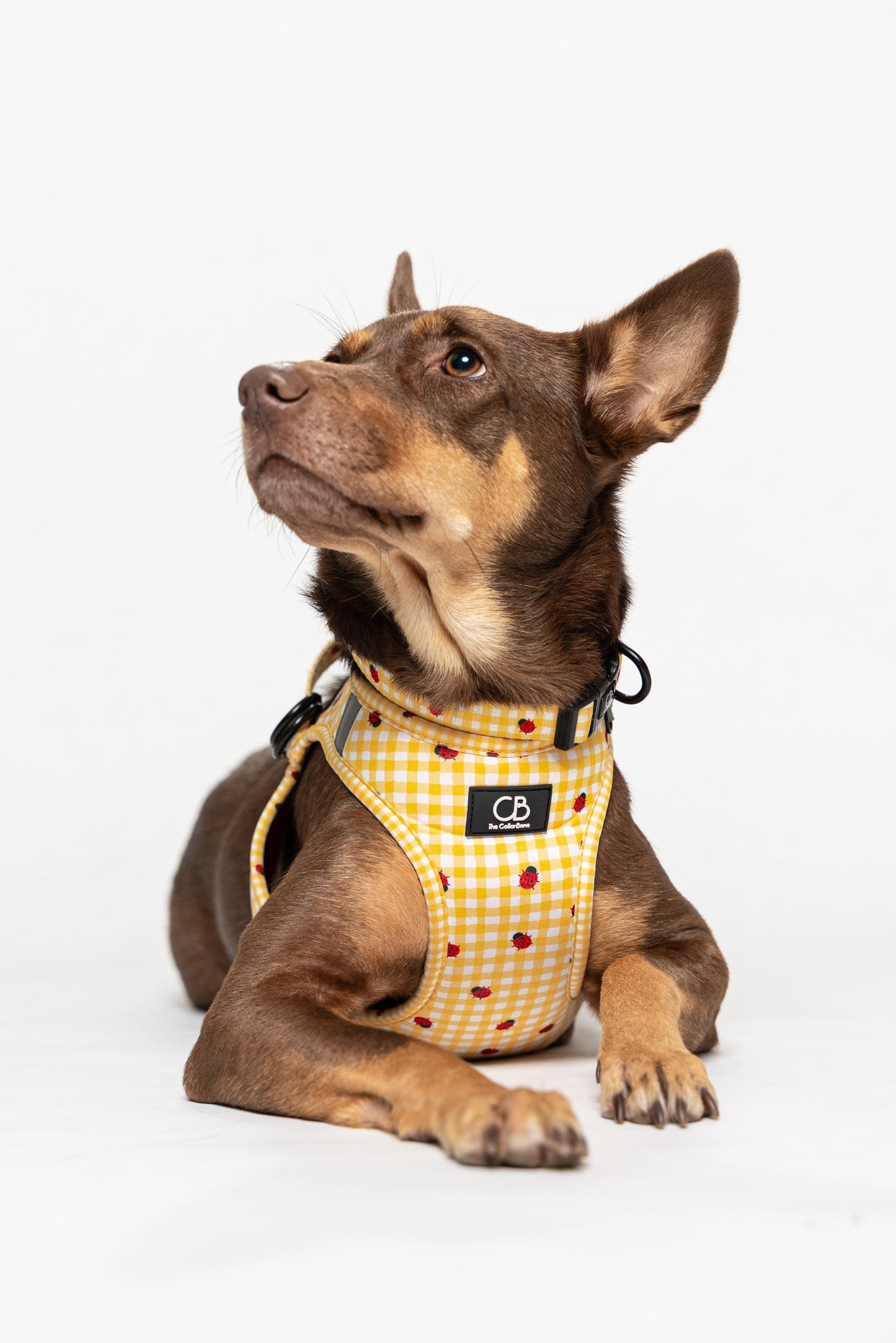 Teeny Step-In Vest/Harness in LadyBug Lemon