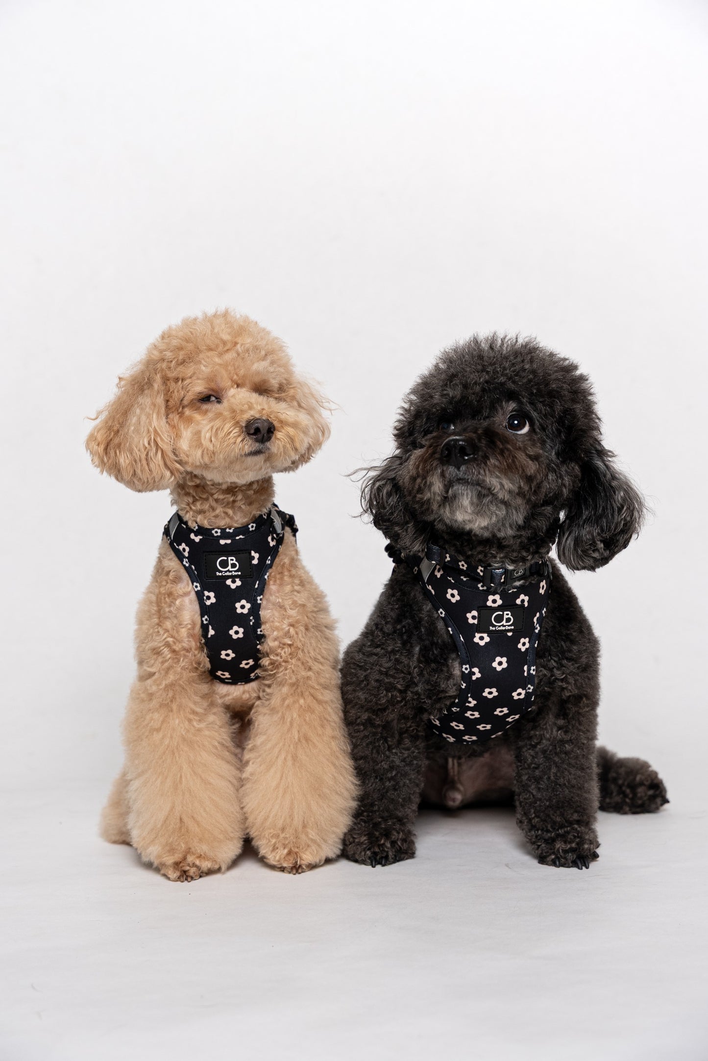 Teeny Step-In Vest/Harness in Black Bloom