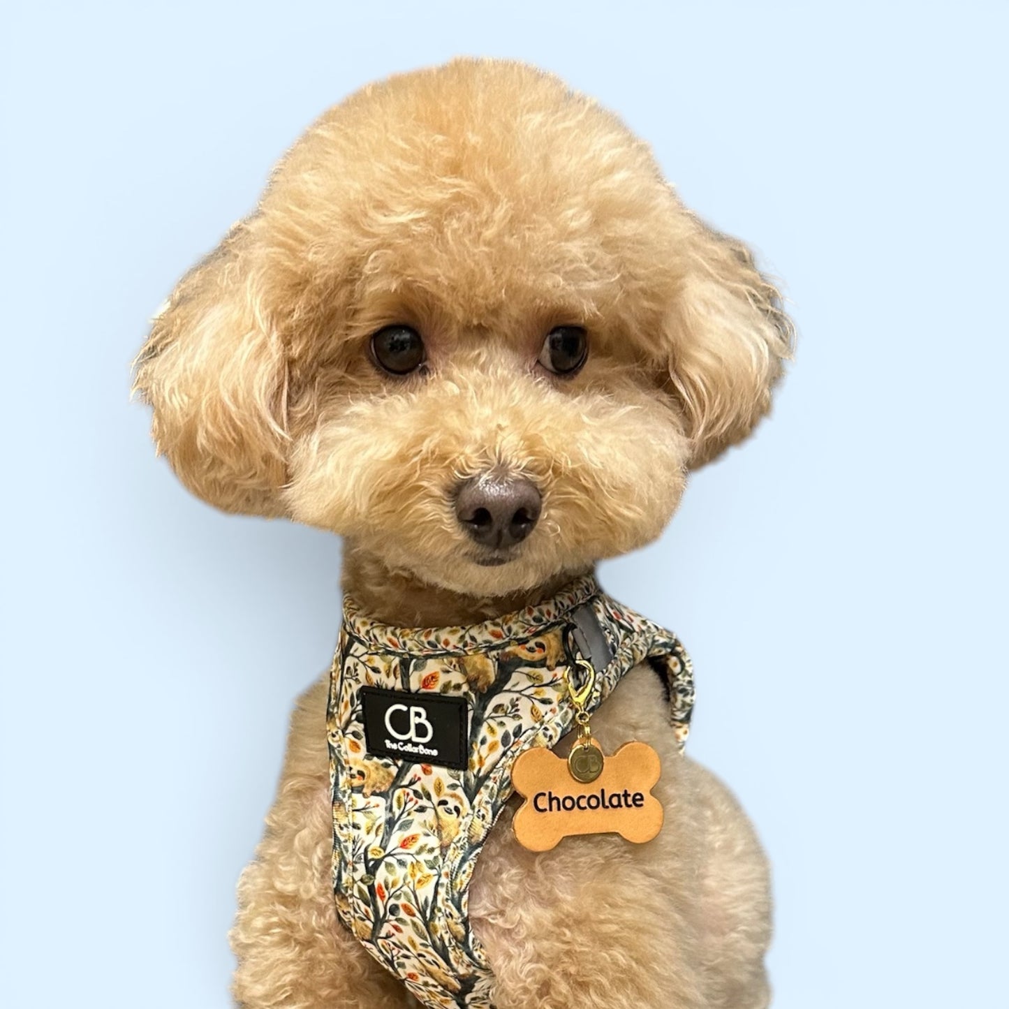 Pet Tags
