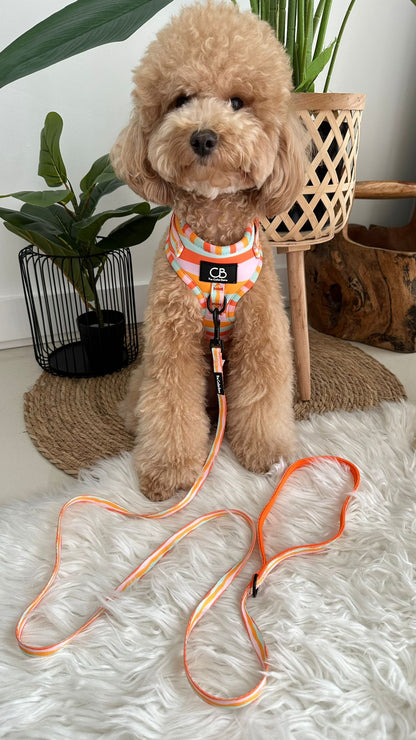 Teeny back-to-basic Leash in Sun Beam