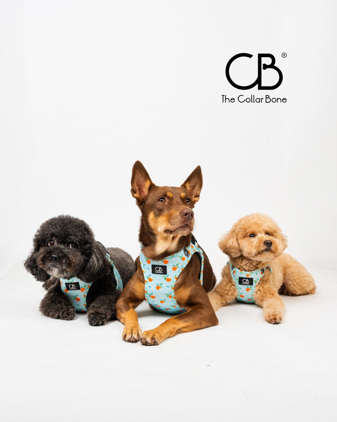 Teeny Step-In Vest/Harness in Clementine Crush