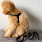 Kloé Step-in Dog Harness in Bumble Bee Black