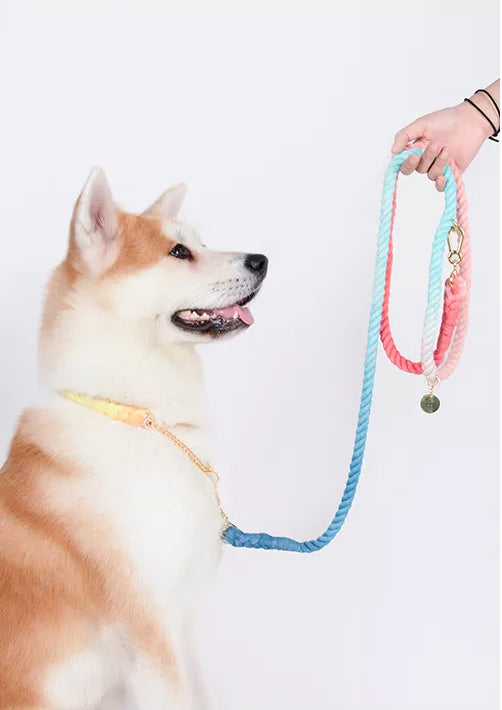 Multiway Handsfree Training Rope Leash in Bubblegum Bright Pink and Blue