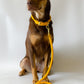 Héra Soft Braided Dog Leash in Mustard Yellow