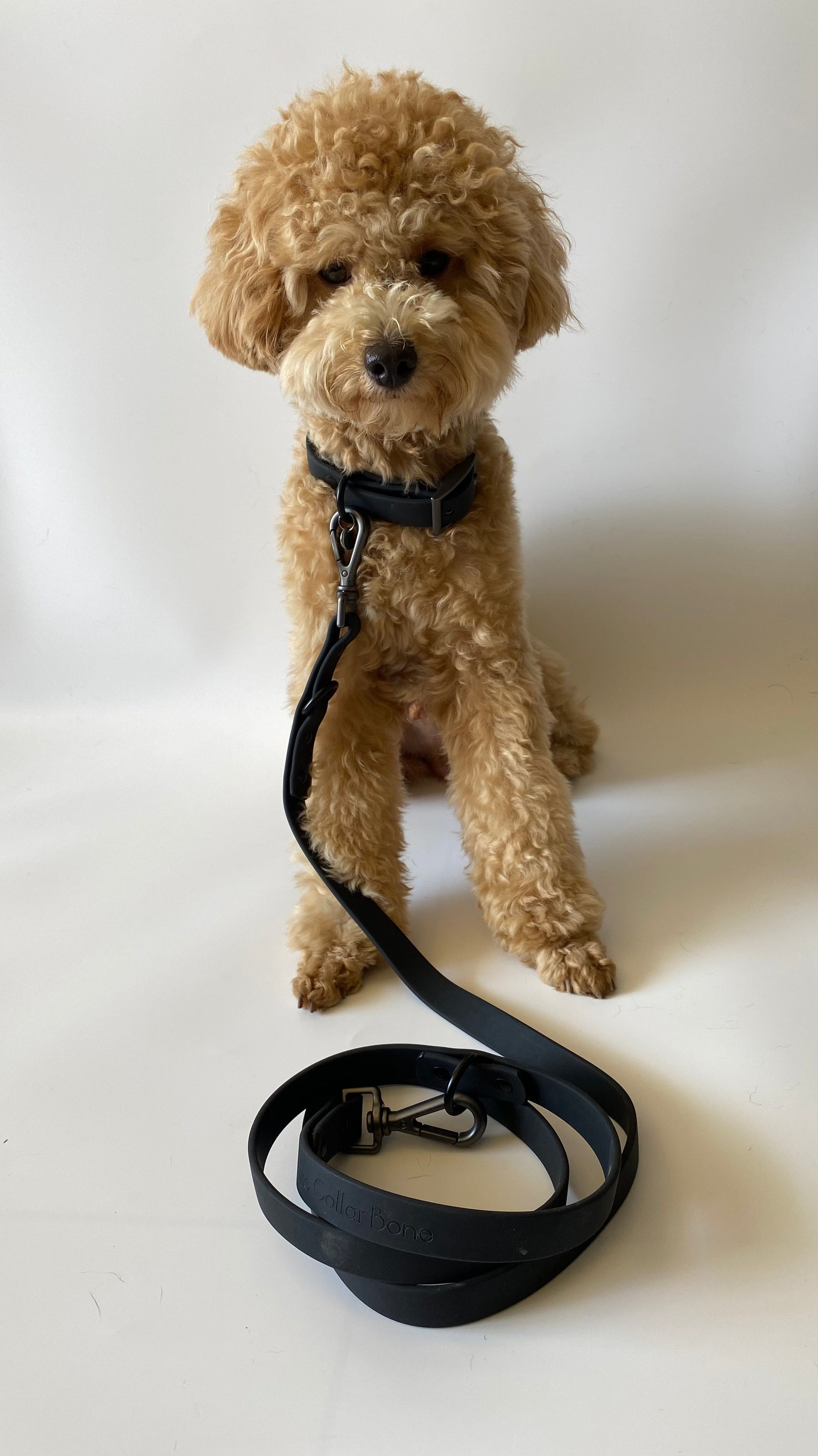 Cory is a toy poodle weighing around 4kg. His neck size is 26cm and wearing size S collar. #toypoodle #waterproofcollarandleash