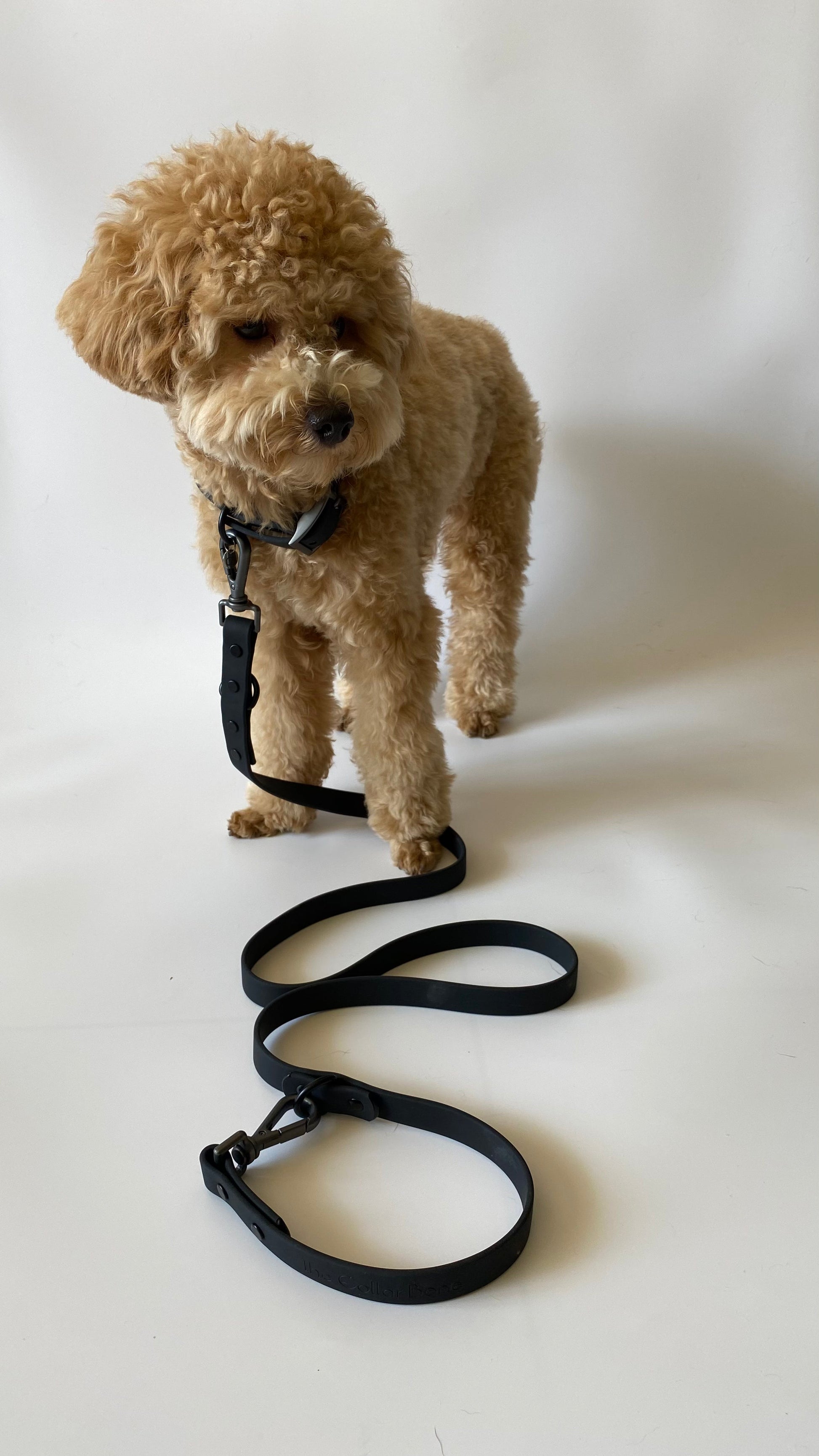 #toypoodle #waterproofcollarand leash
