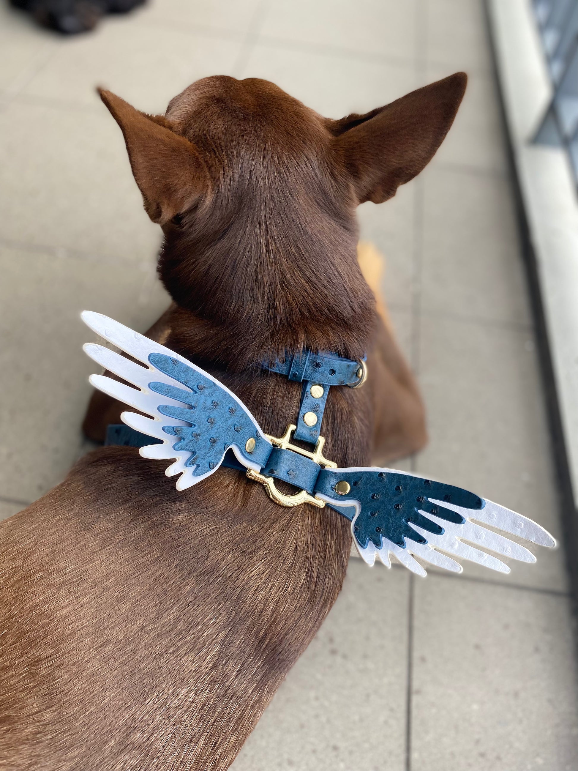 Dog harness with hot sale wings