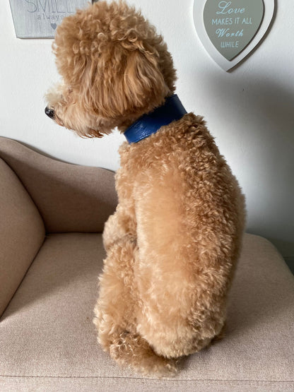 Harper Wide Leather Dog Collar in Egyptian Blue