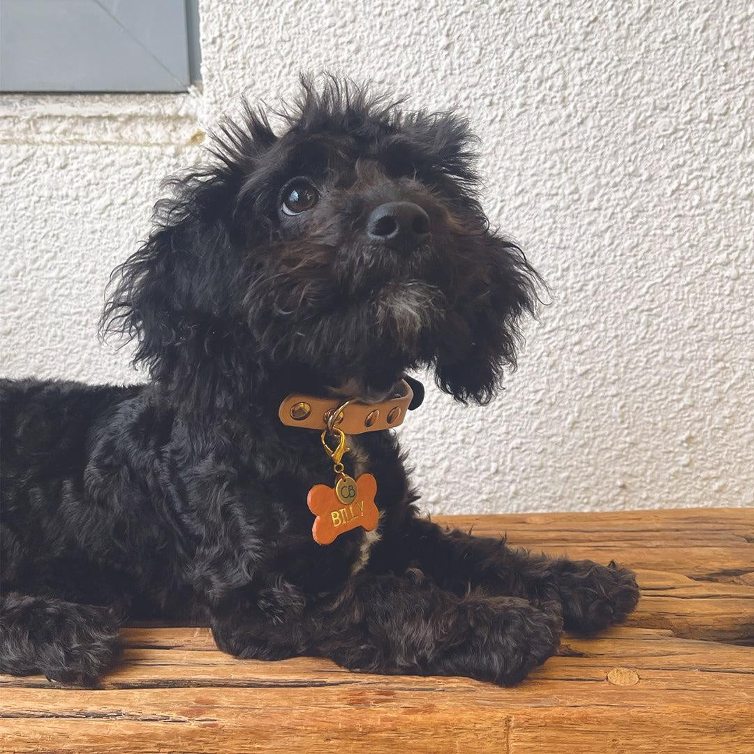 Zeus Dog Collar in Black