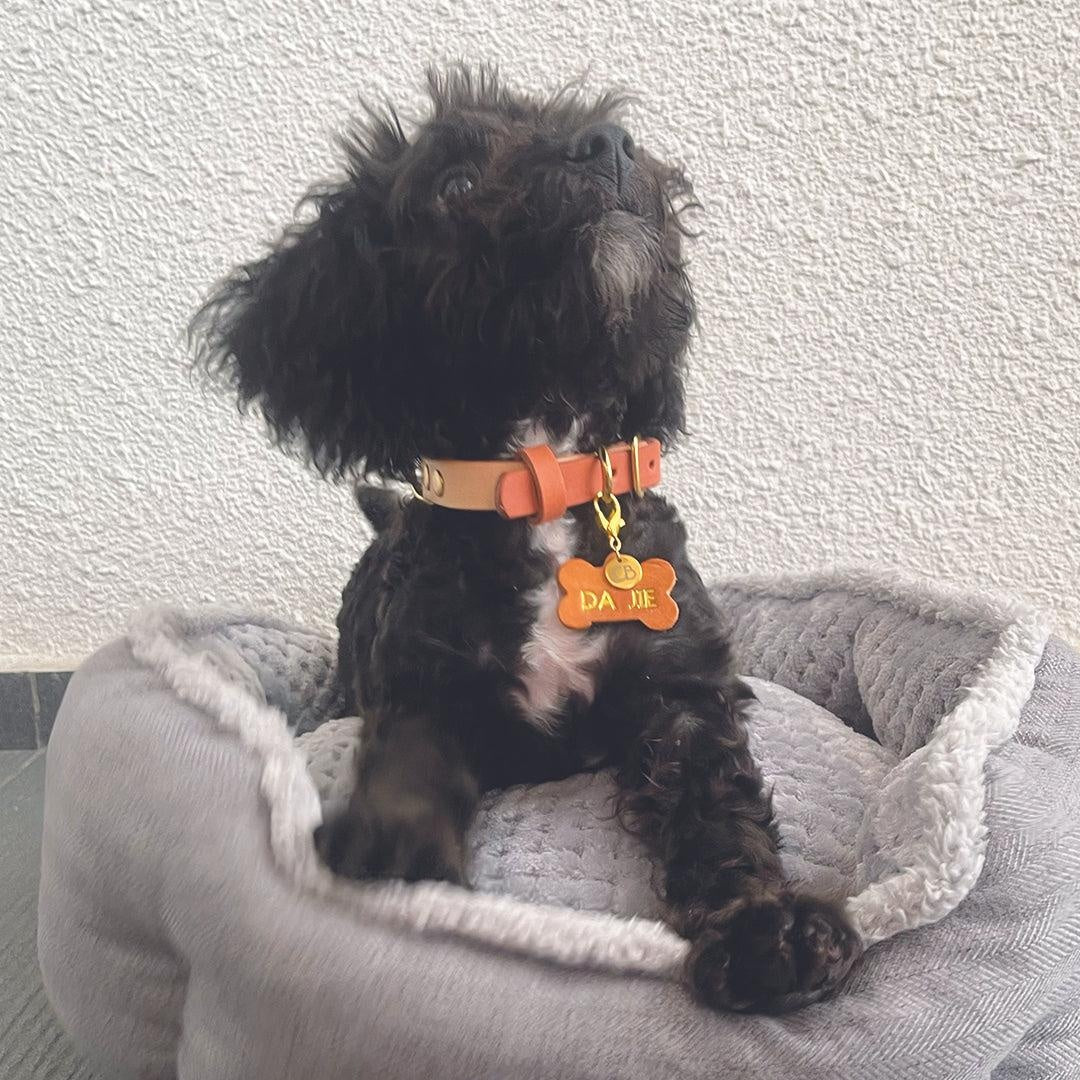 Pandora Dog Collar in Orange