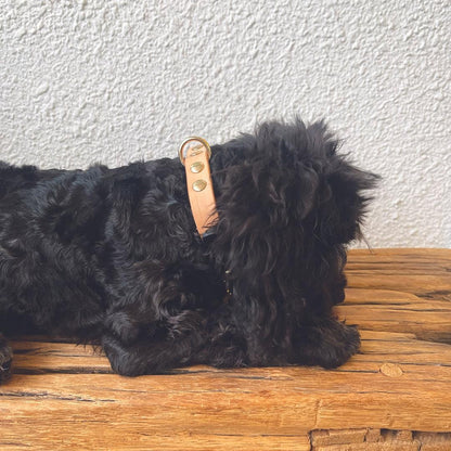 Zeus Dog Collar in Black