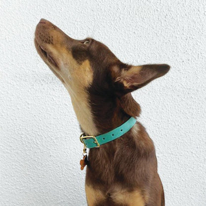 Pandora Dog Collar in Sea Green