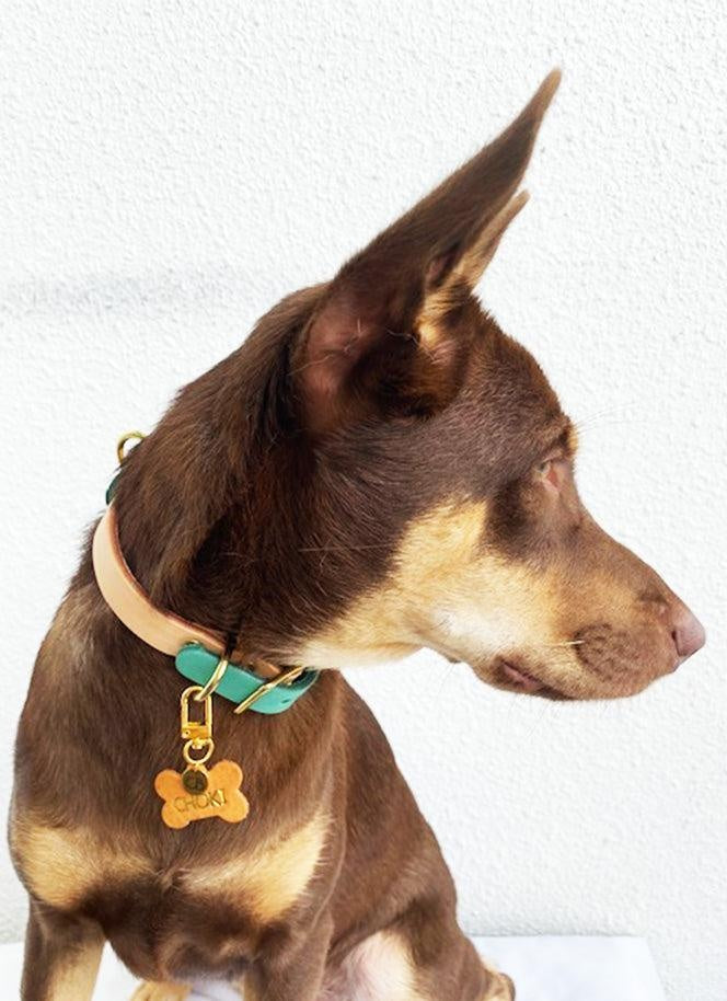 Pandora Dog Collar in Sea Green