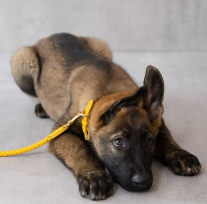 Héra Soft Braided Dog Collar in Mandarin Orange
