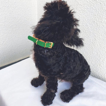 Zeus Dog Collar in Green